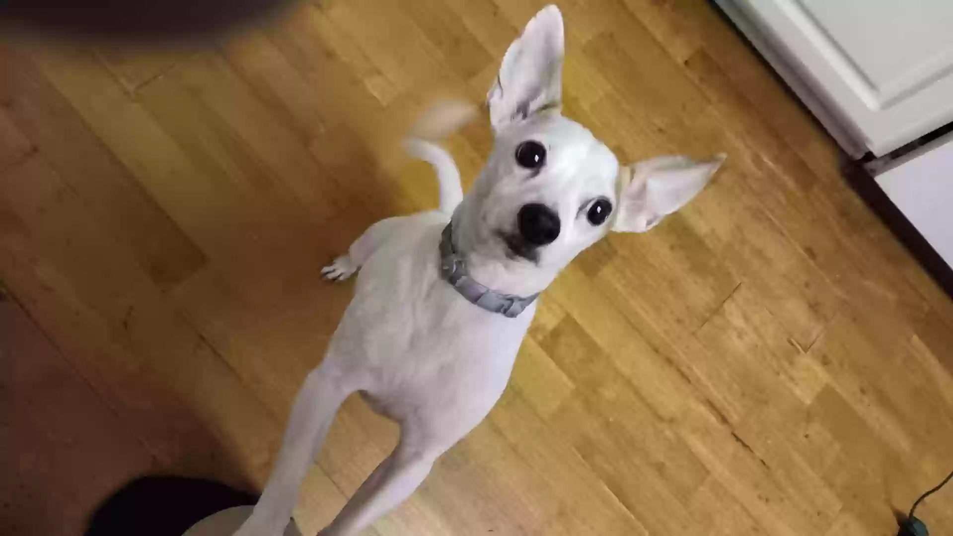 adoptable Dog in Apex,NC named Snoopy