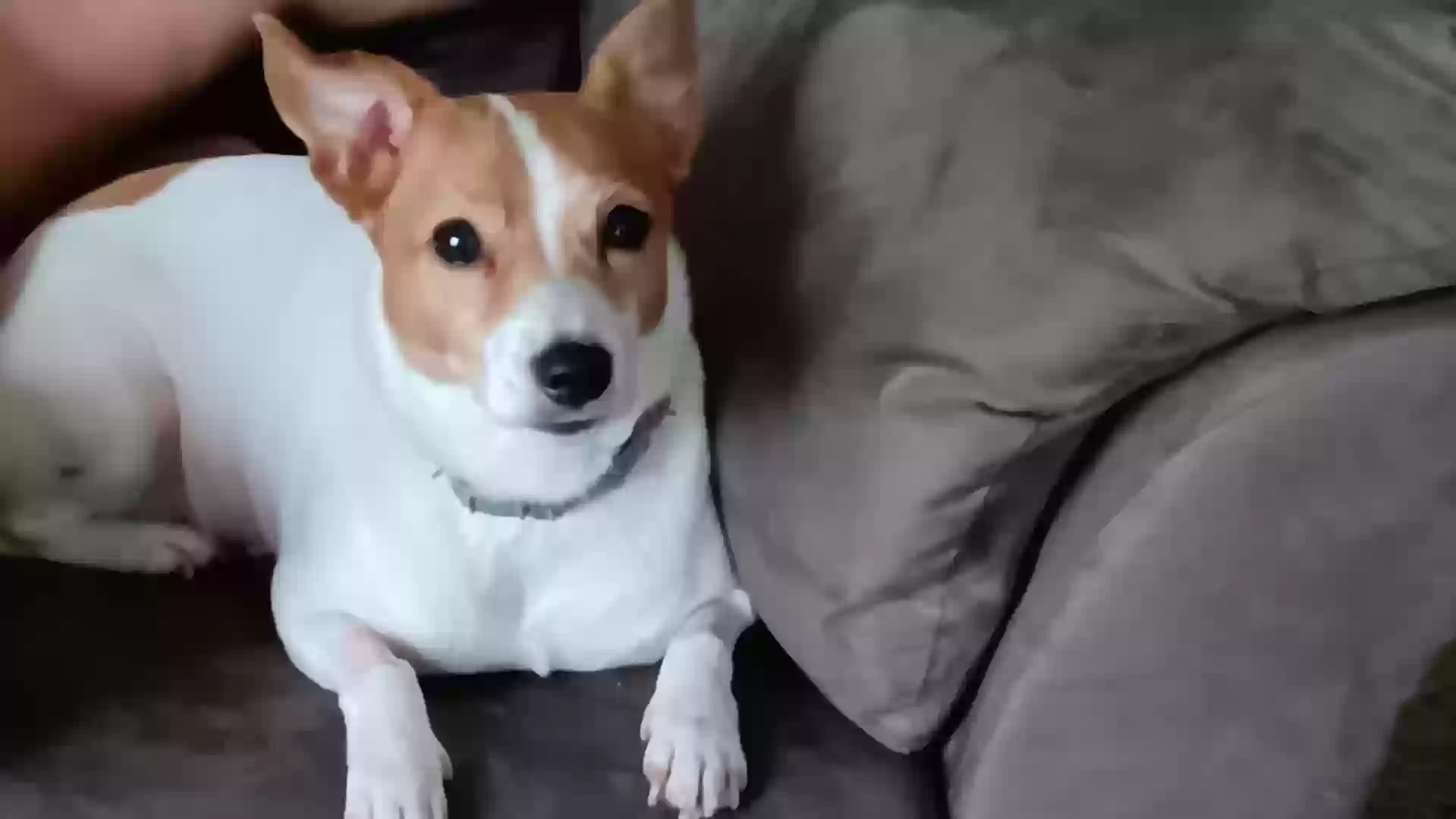 adoptable Dog in Apex,NC named Lilly