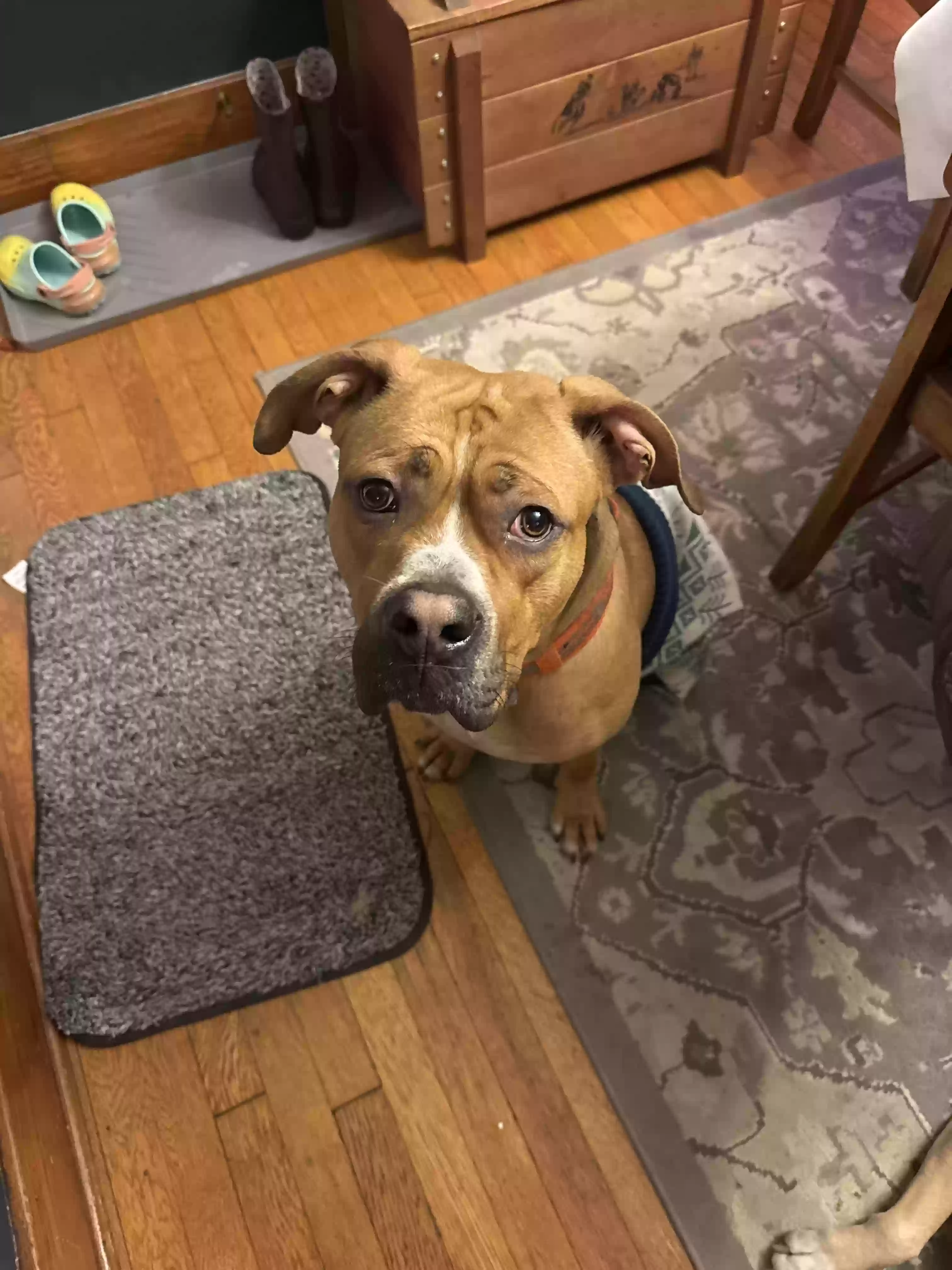 adoptable Dog in Middletown,OH named Vinny