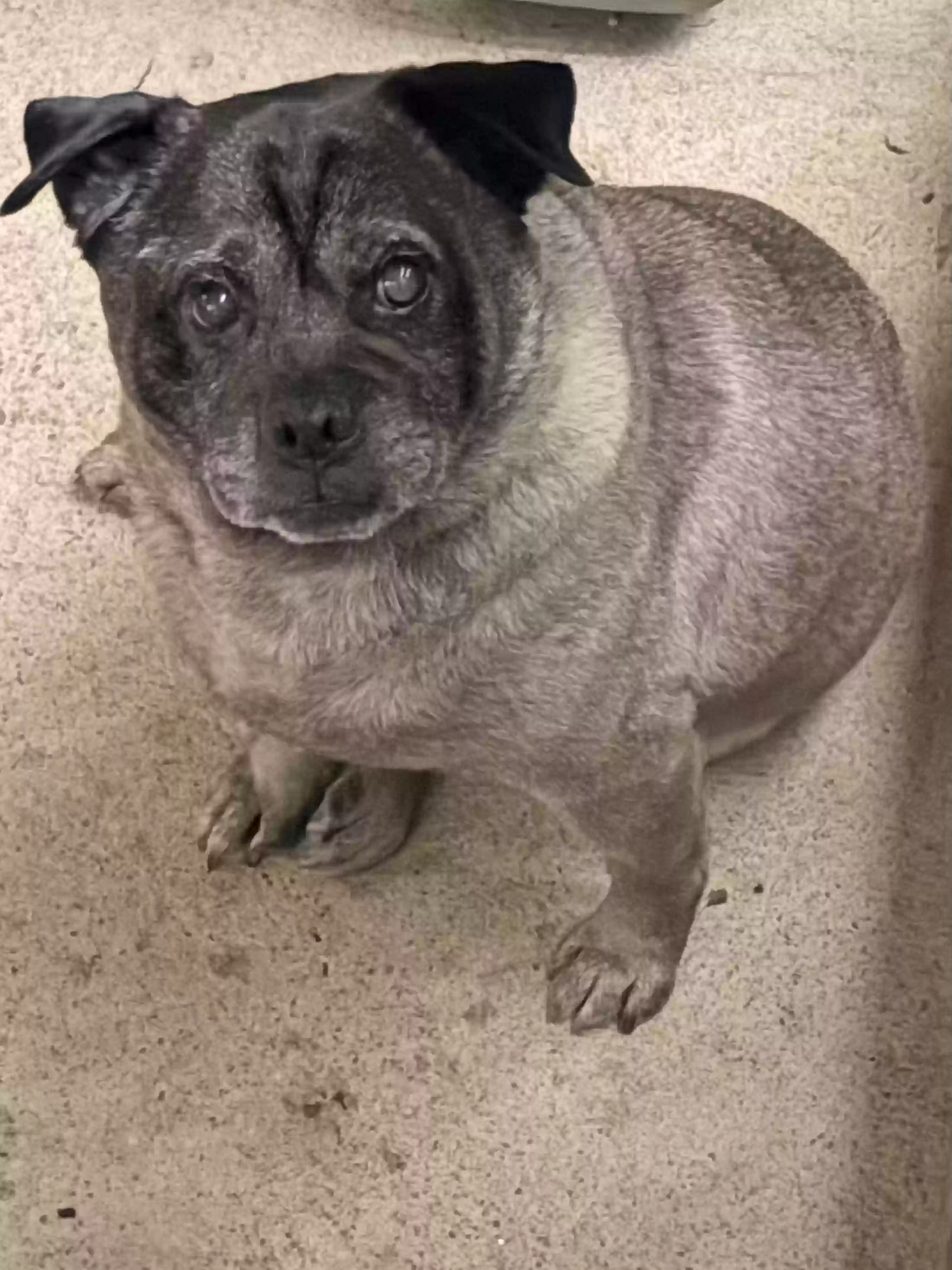adoptable Dog in Sharpsburg,GA named Roddy
