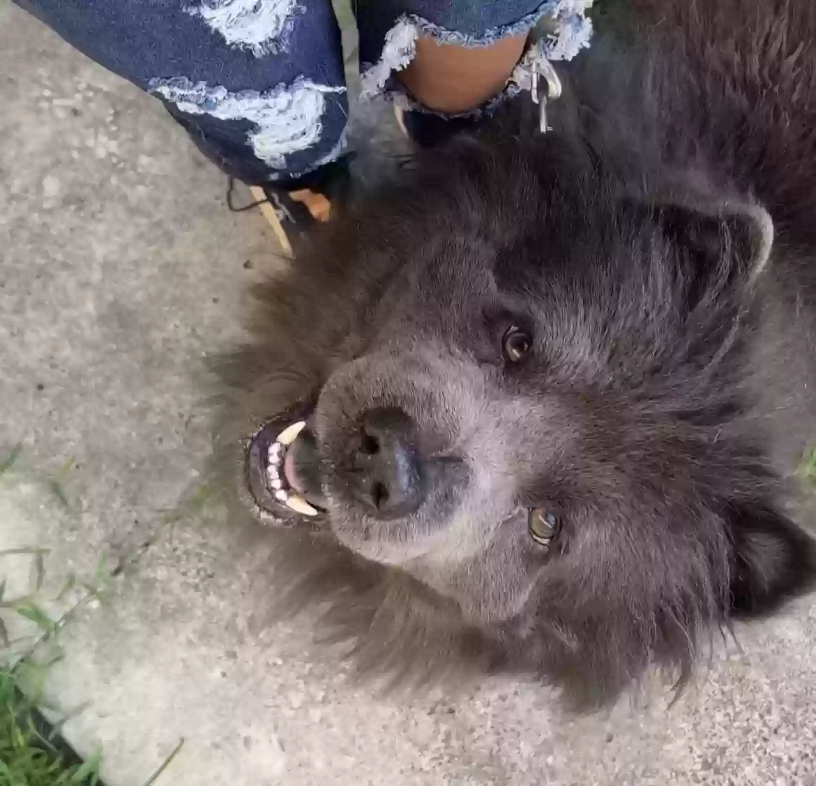 adoptable Dog in New Orleans,LA named Dezi