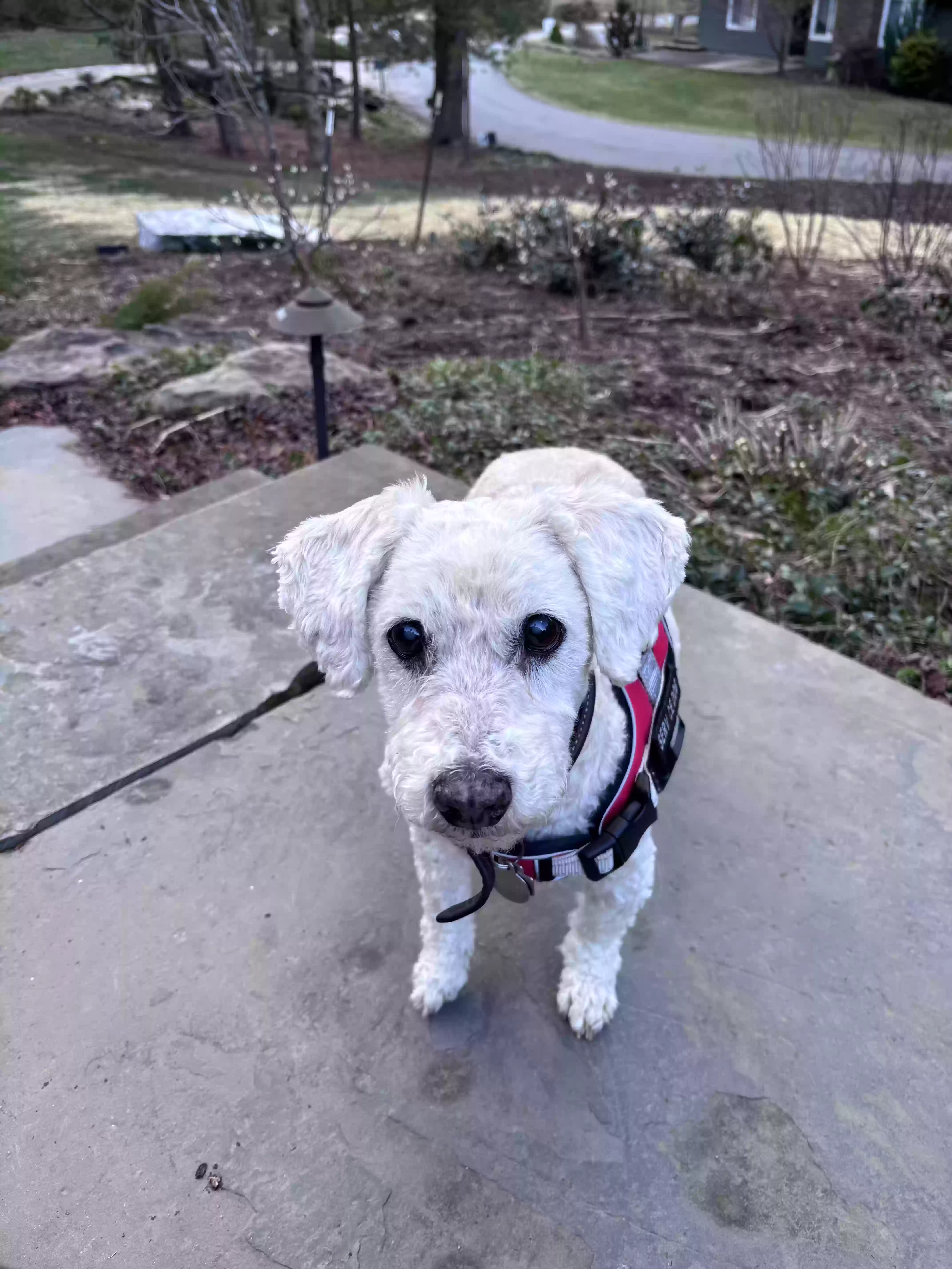adoptable Dog in Asheville,NC named Emilio