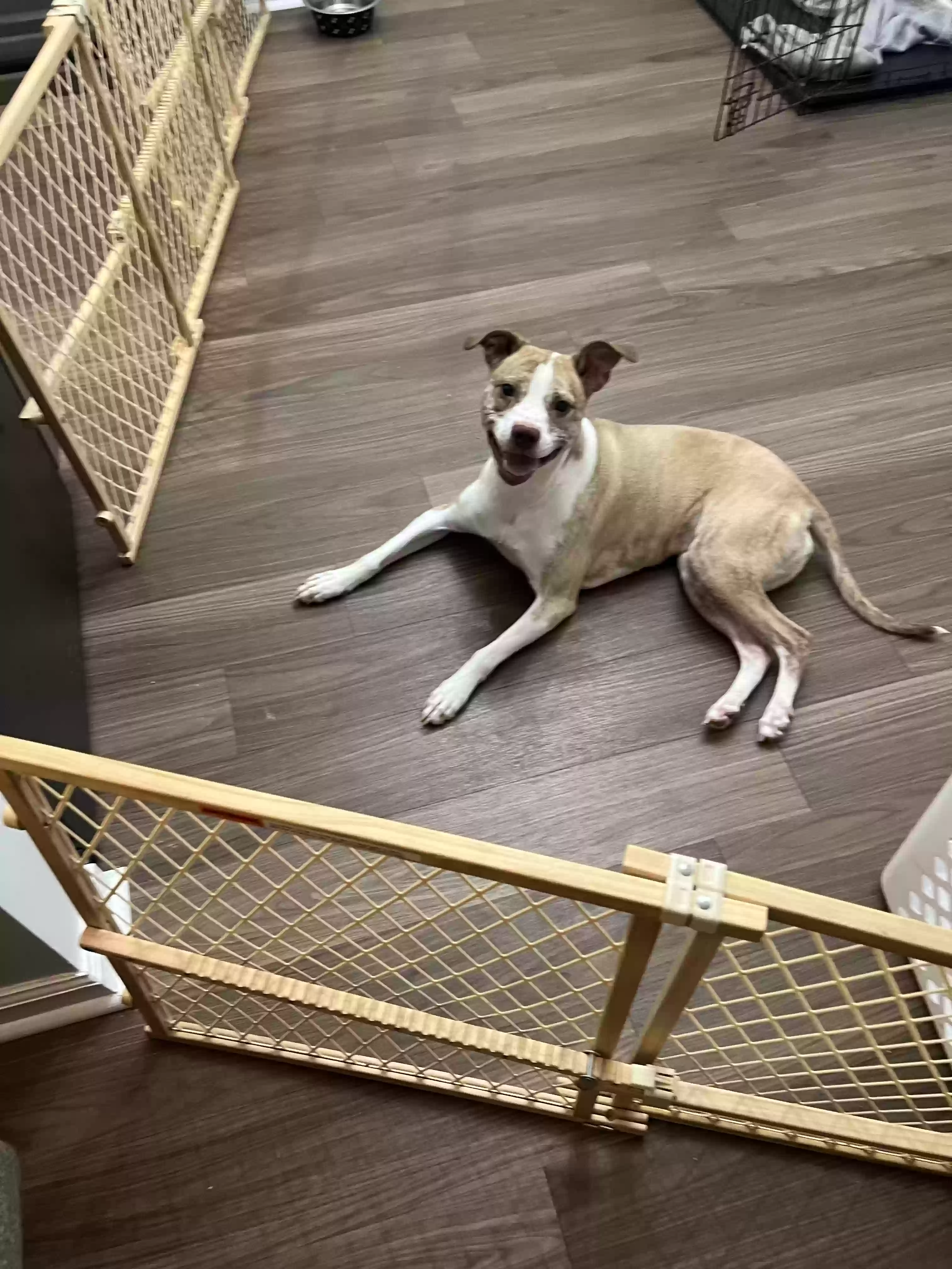 adoptable Dog in Villa Rica,GA named Penny