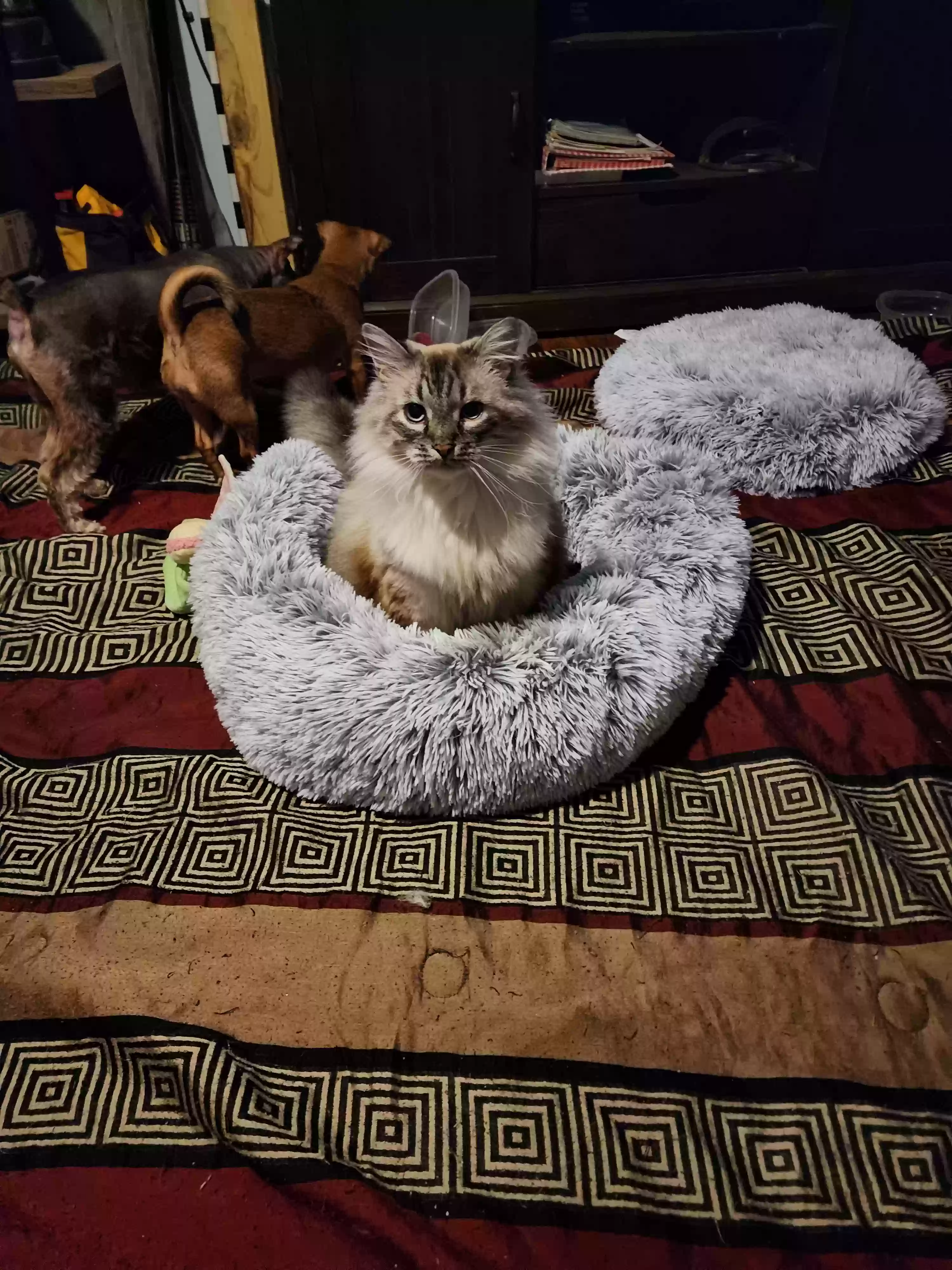 adoptable Cat in Monroe,UT named Mr Priss