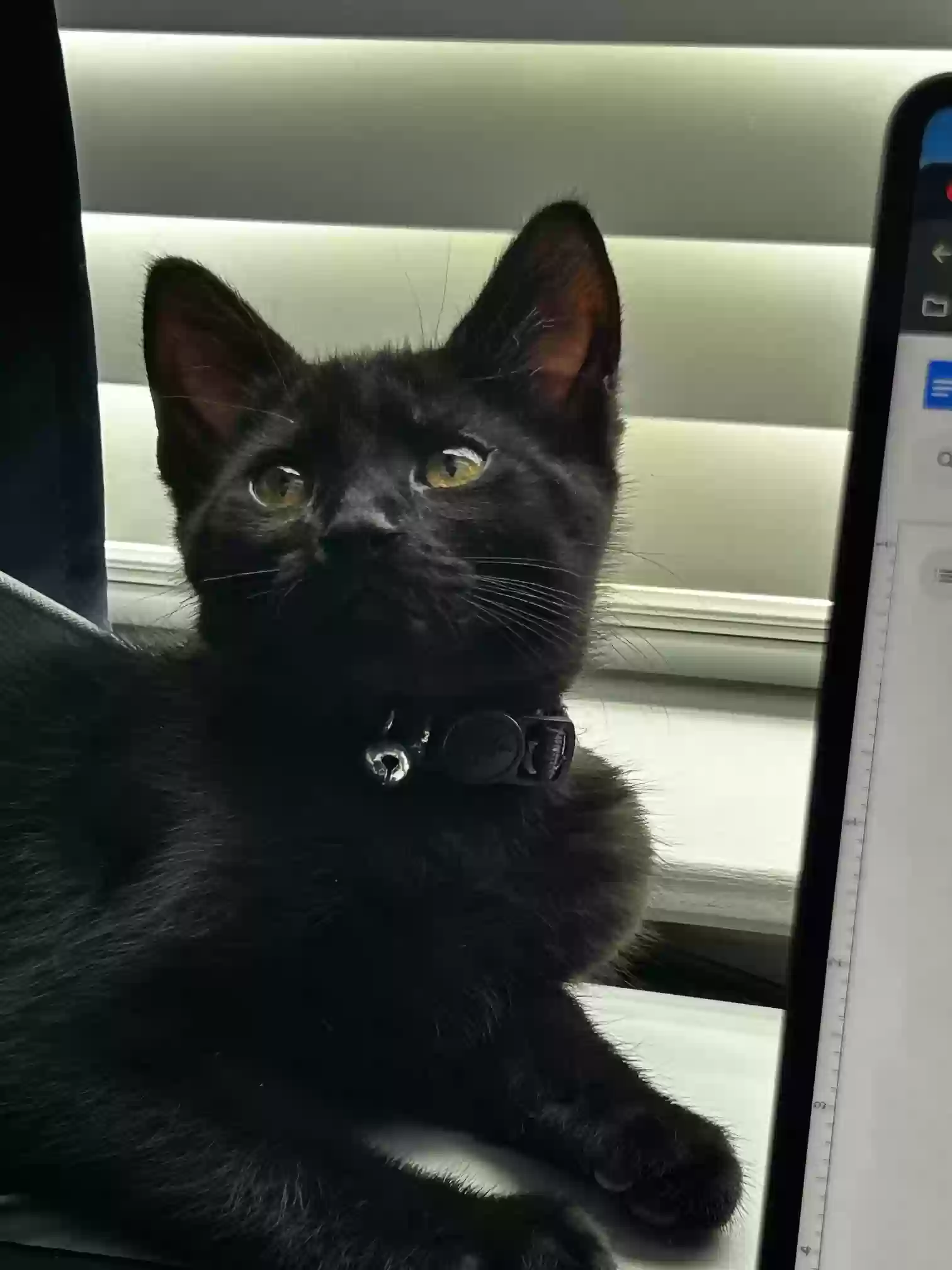 adoptable Cat in Fuquay Varina,NC named Dabi