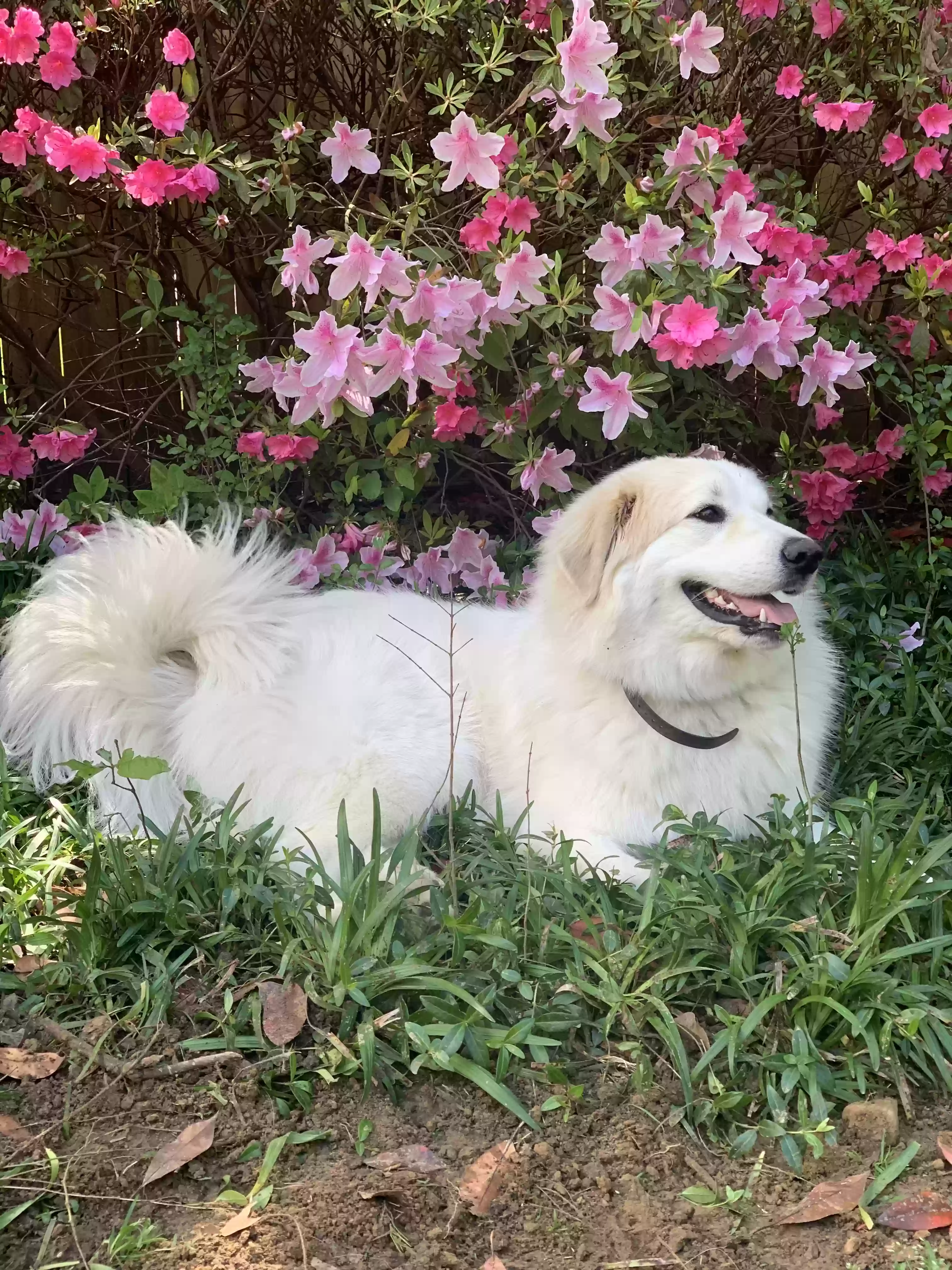 adoptable Dog in Cordova,TN named Rae