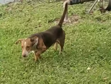 adoptable Dog in Jacksonville,FL named Stray (Buddy?)