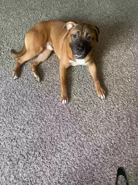 adoptable Dog in Stockbridge,GA named Deion