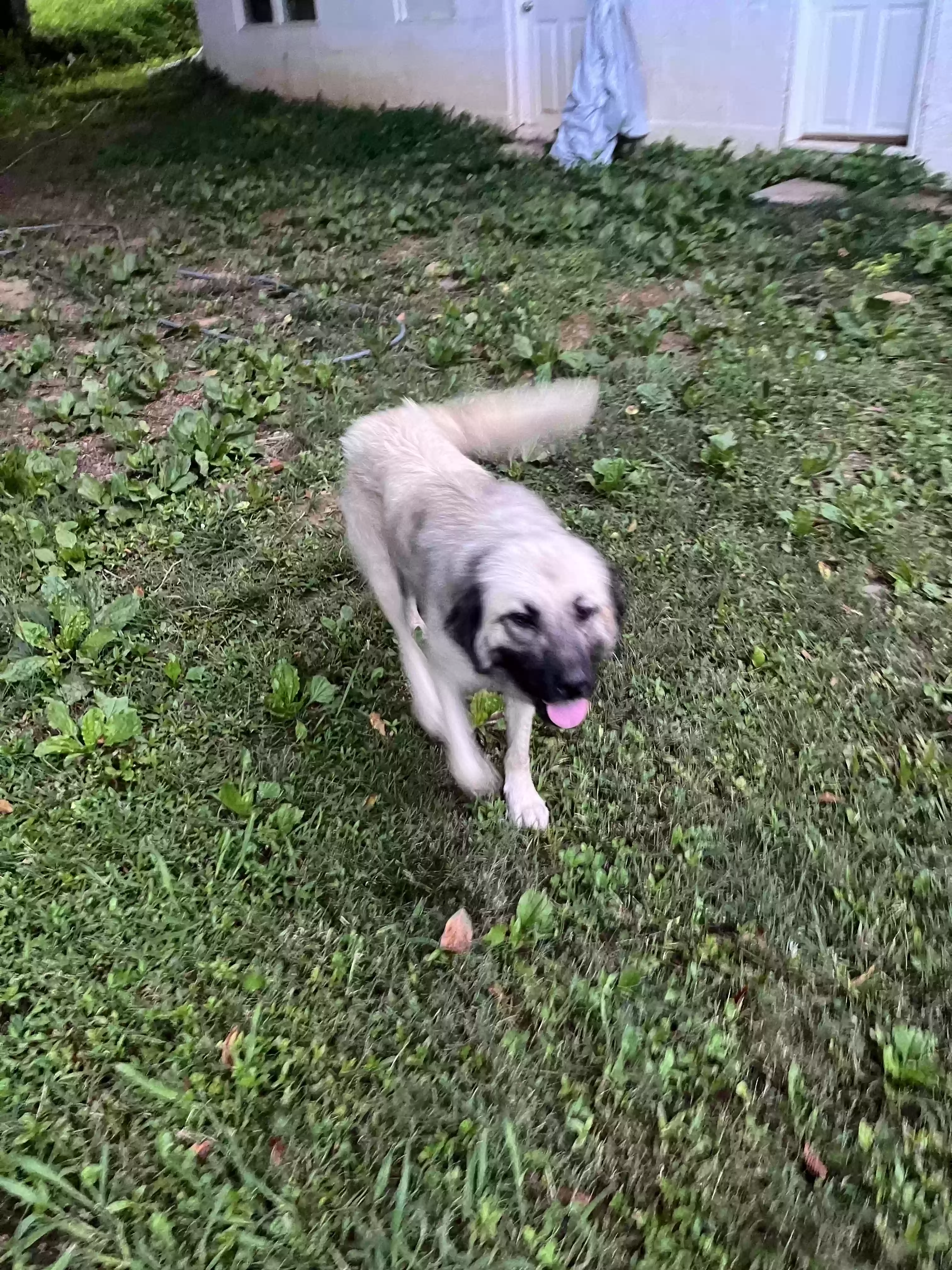 adoptable Dog in Ellijay,GA named Stray