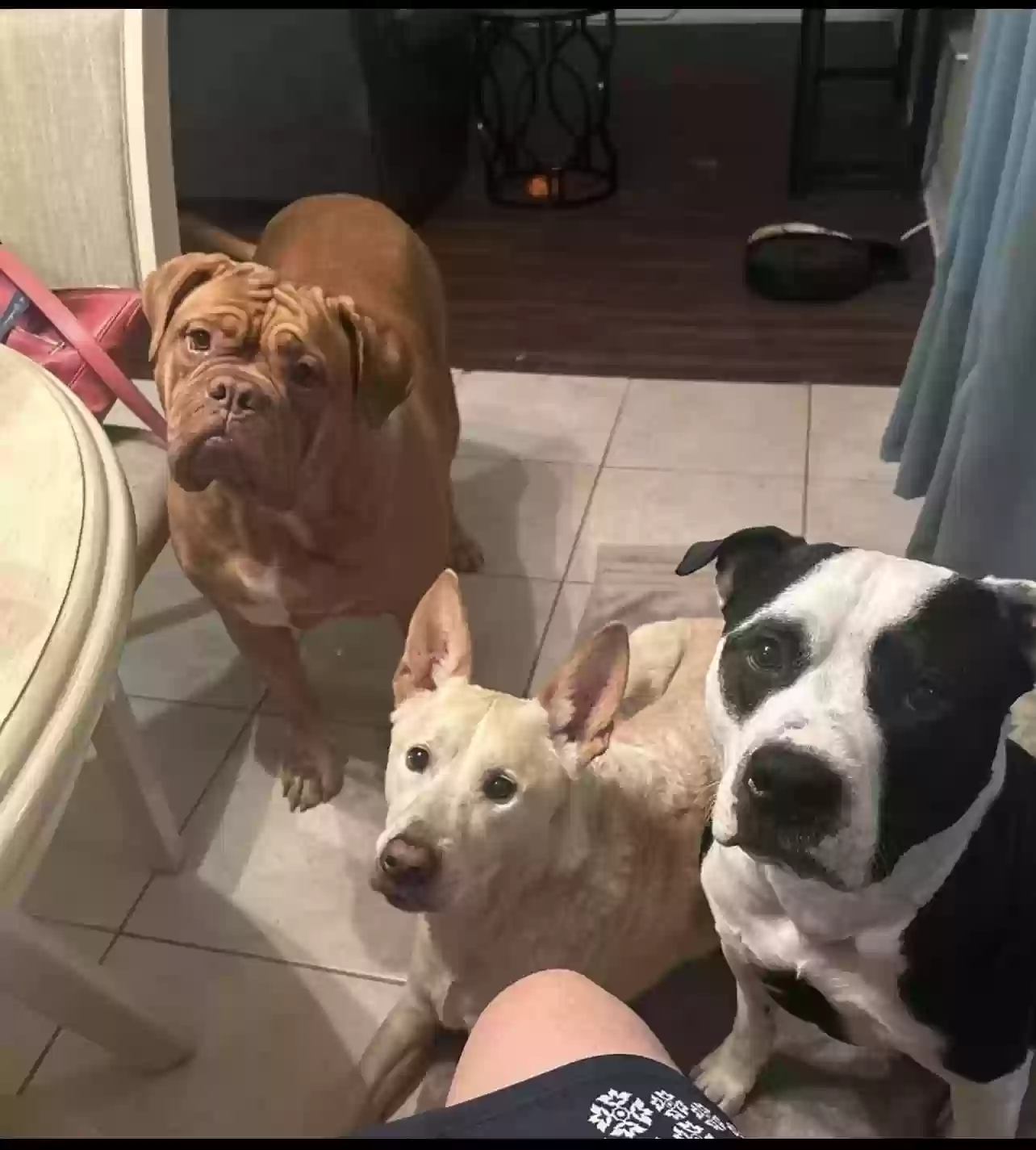 adoptable Dog in Port Saint Lucie,FL named George