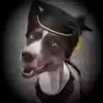 adoptable Dog in Glendale,AZ named Benny