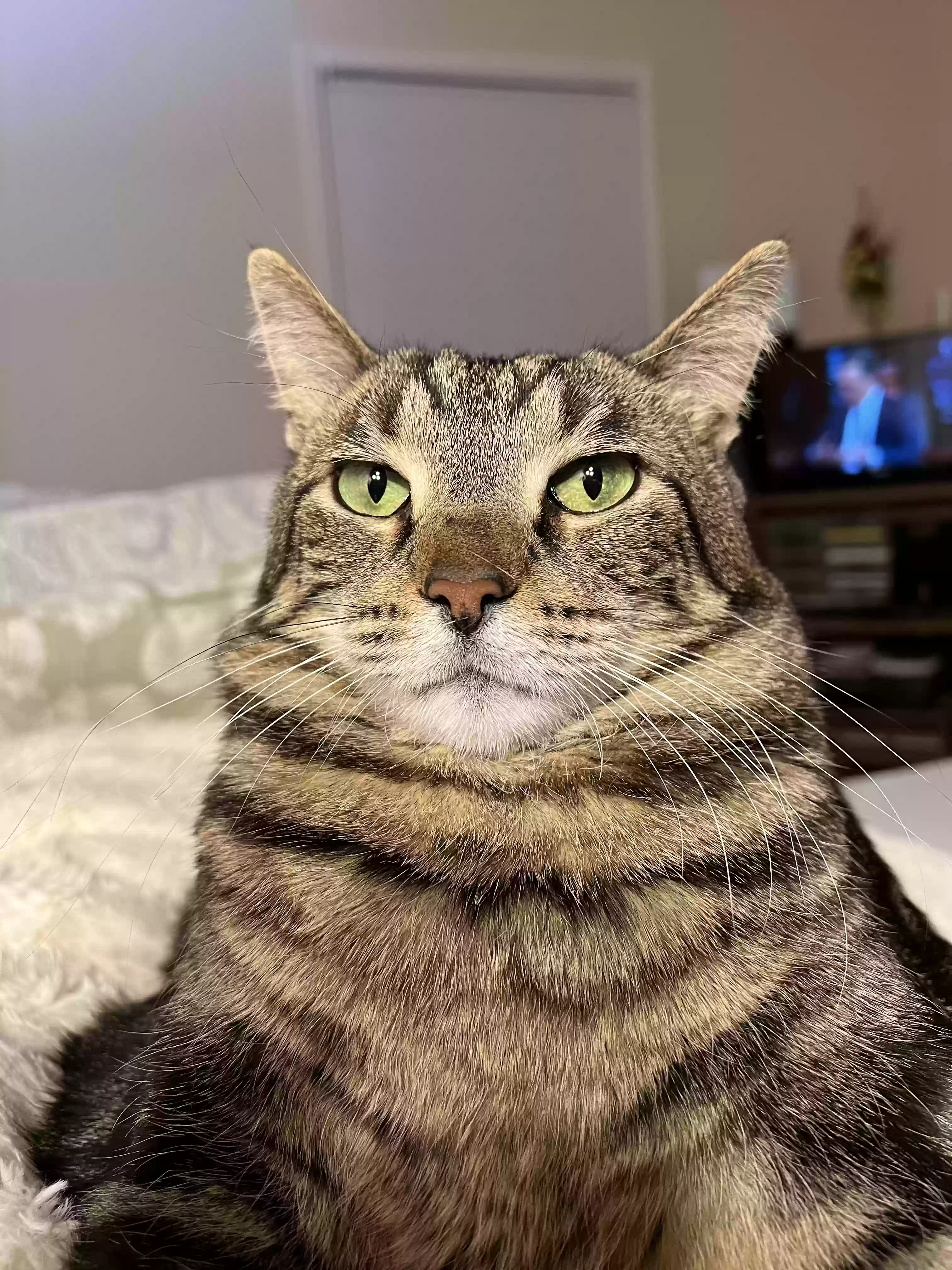 adoptable Cat in South Bend,IN named Plum
