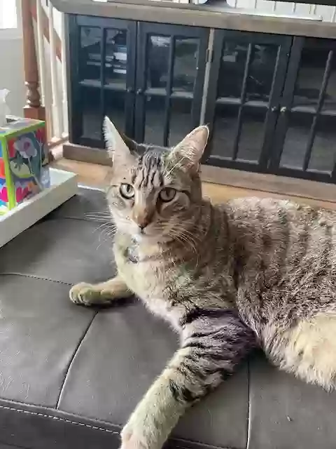 adoptable Cat in Pleasant Hill,CA named Teddy