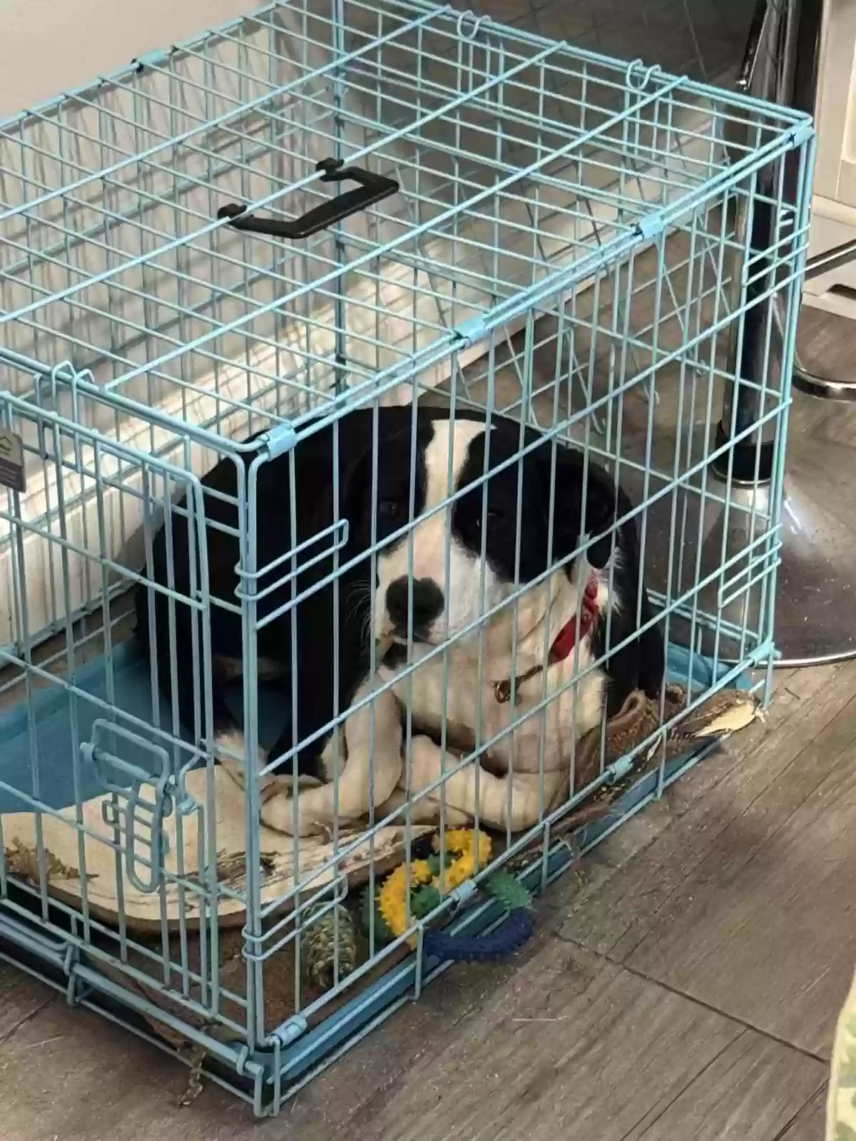 adoptable Dog in Queens Village,NY named Cookie