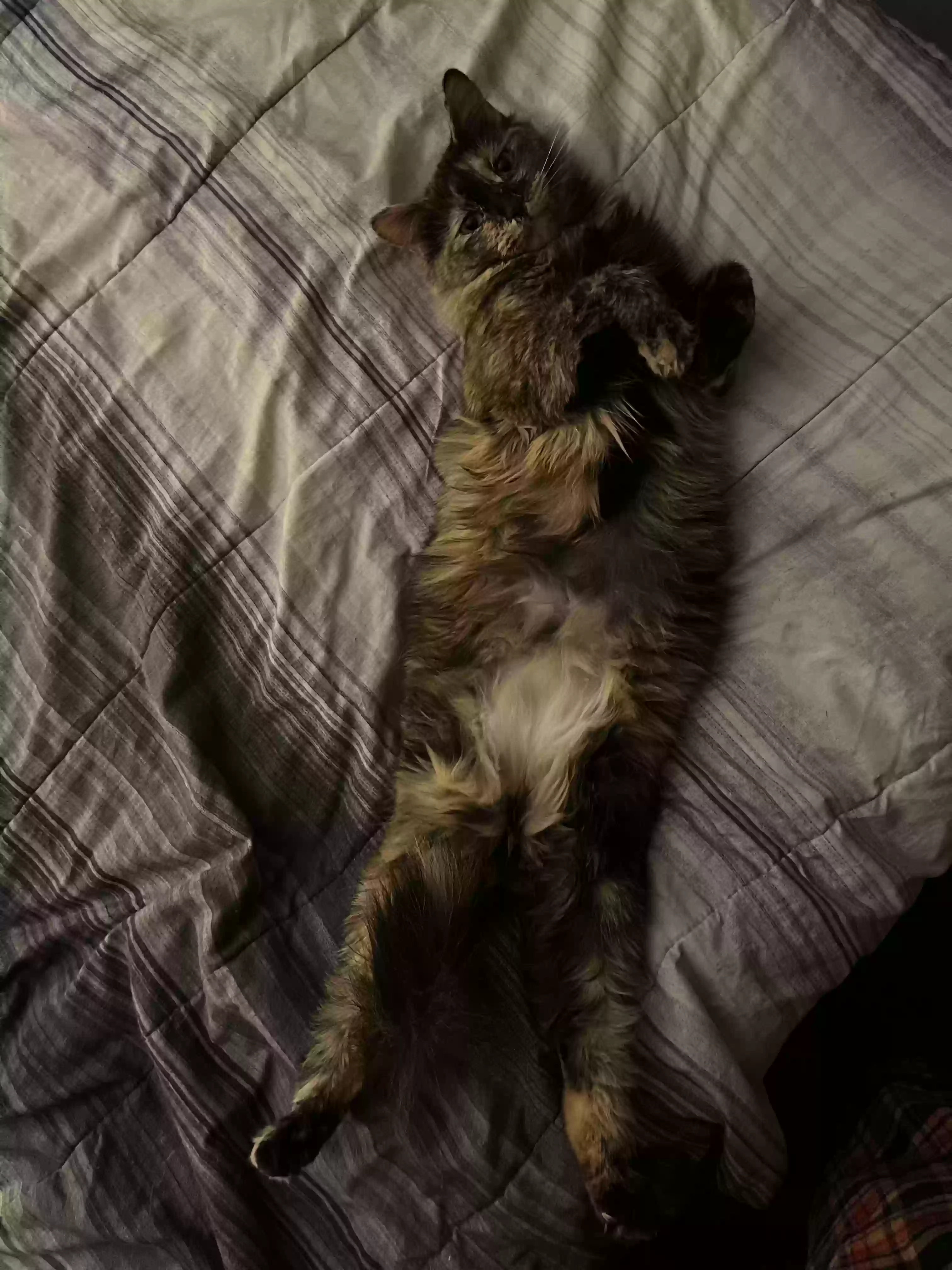 adoptable Cat in Lacona,NY named Max and Maddy