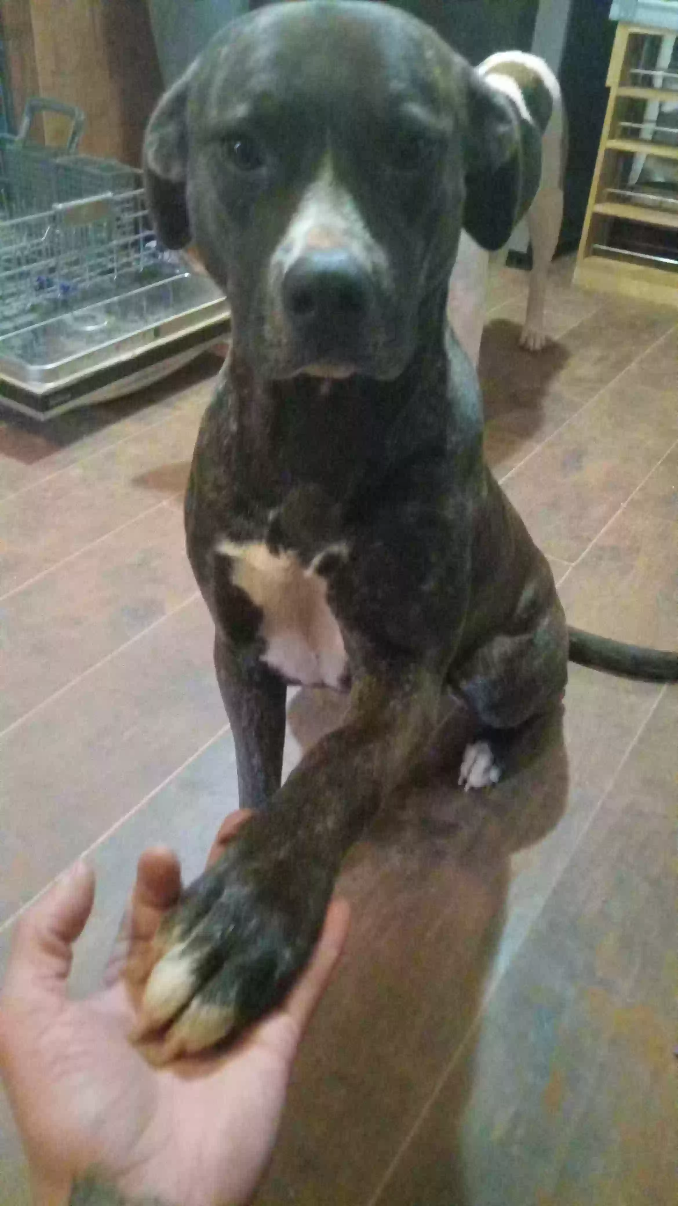 adoptable Dog in Guthrie,OK named Tiana