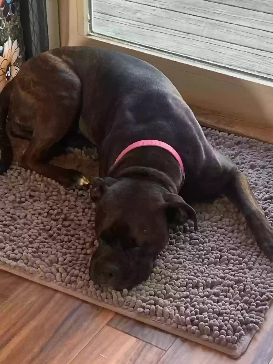 adoptable Dog in Grimes,IA named Tulip aka Little Girl