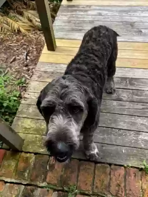 adoptable Dog in Vinton,LA named Larry