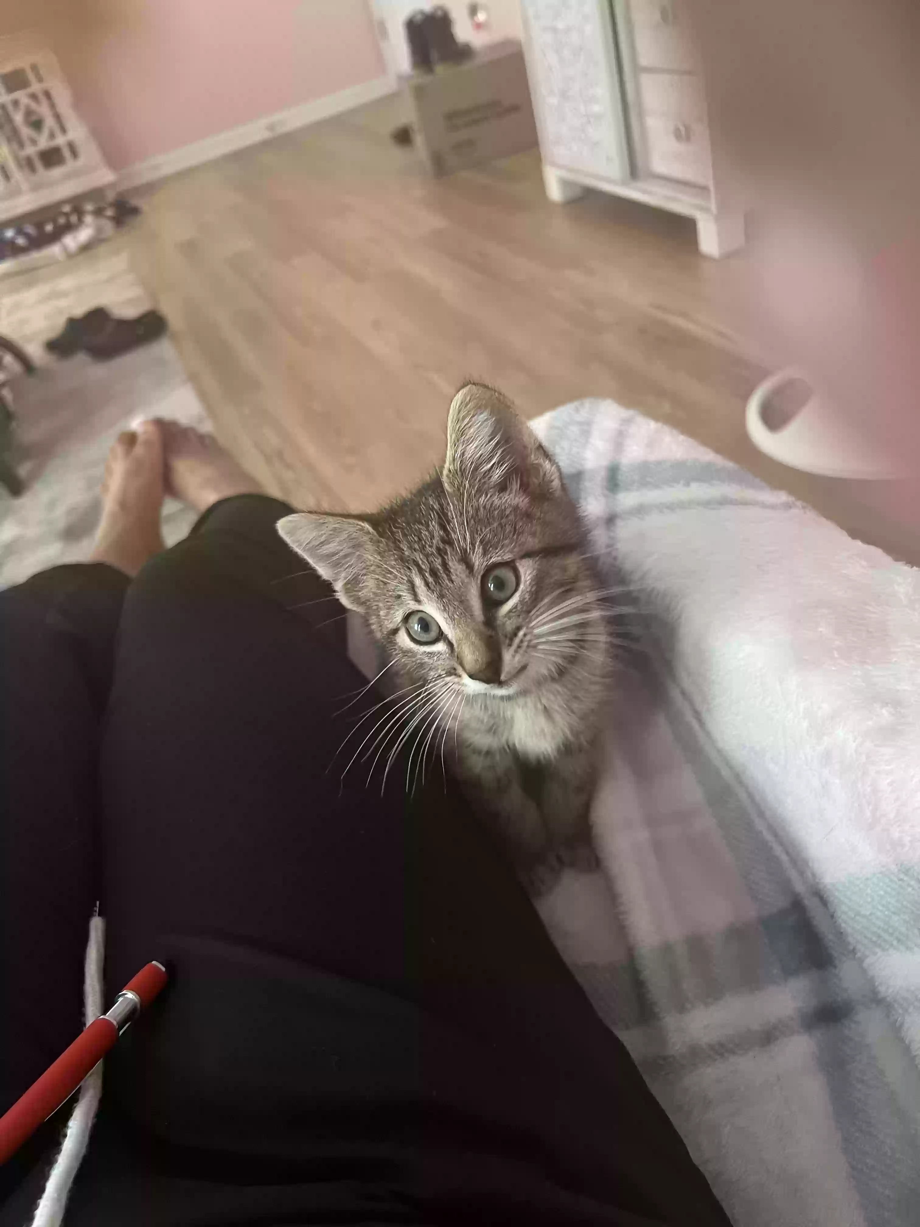 adoptable Cat in Fayetteville,NC named Tater