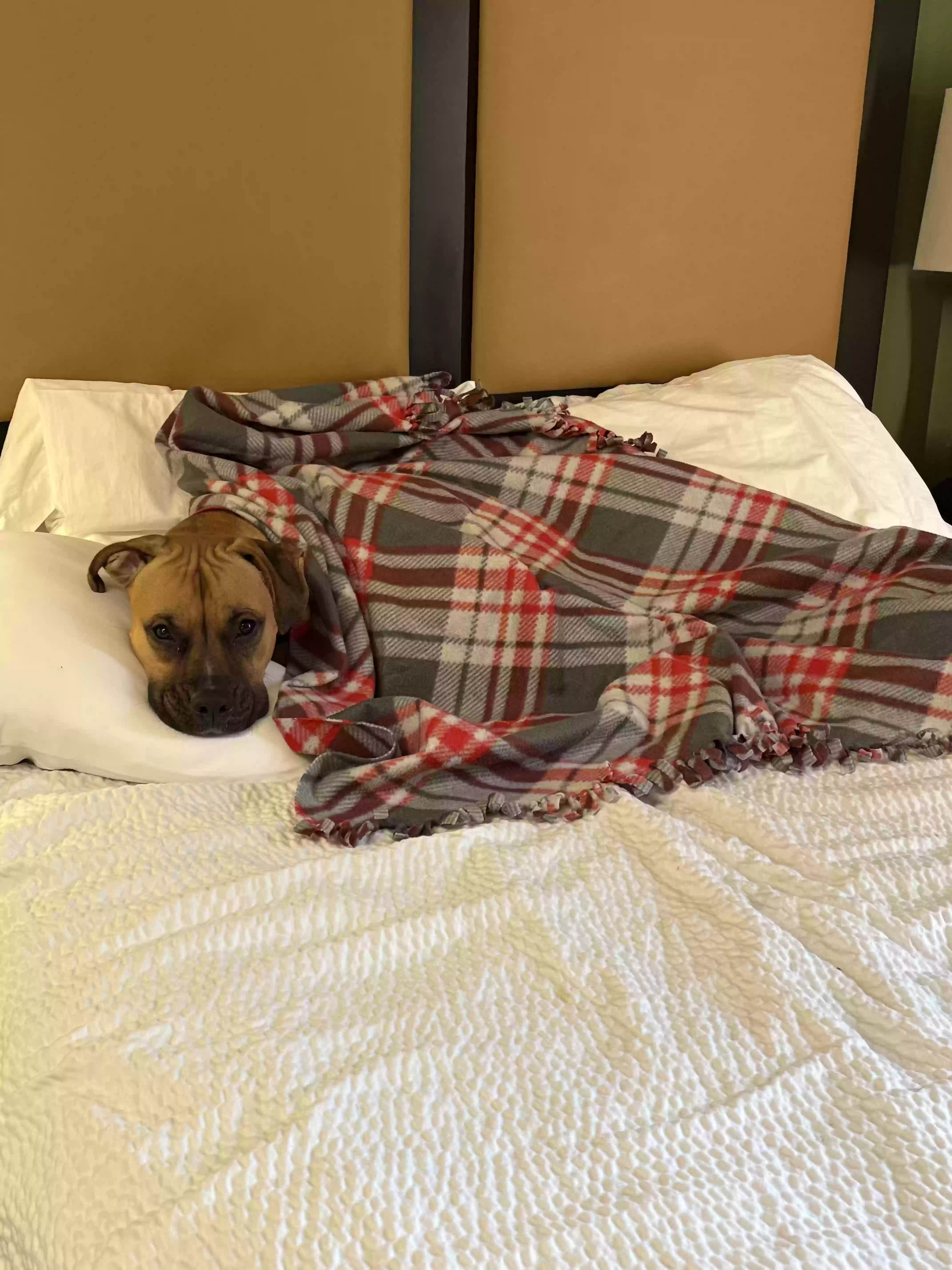 adoptable Dog in Cincinnati,OH named Luna