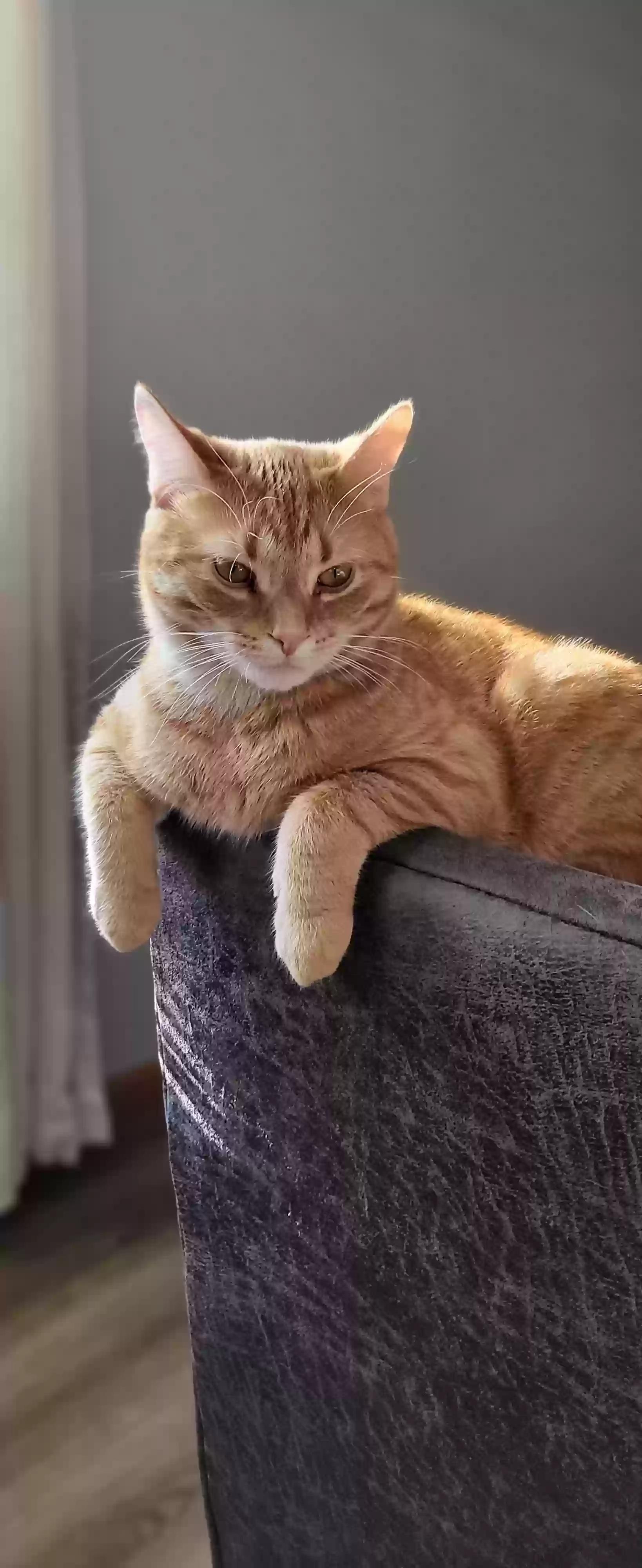 adoptable Cat in Lima,OH named Franklin