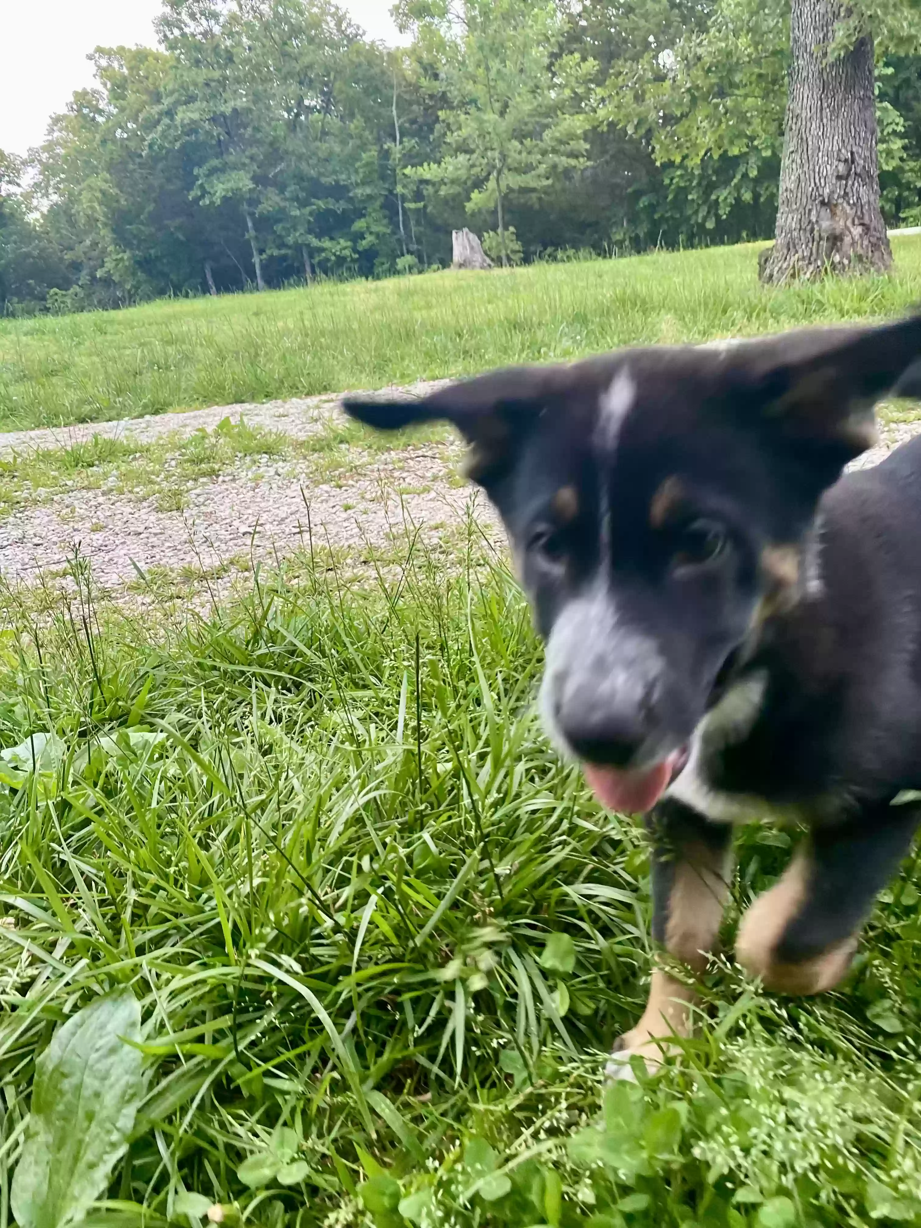 adoptable Dog in Harrison,AR named Bear