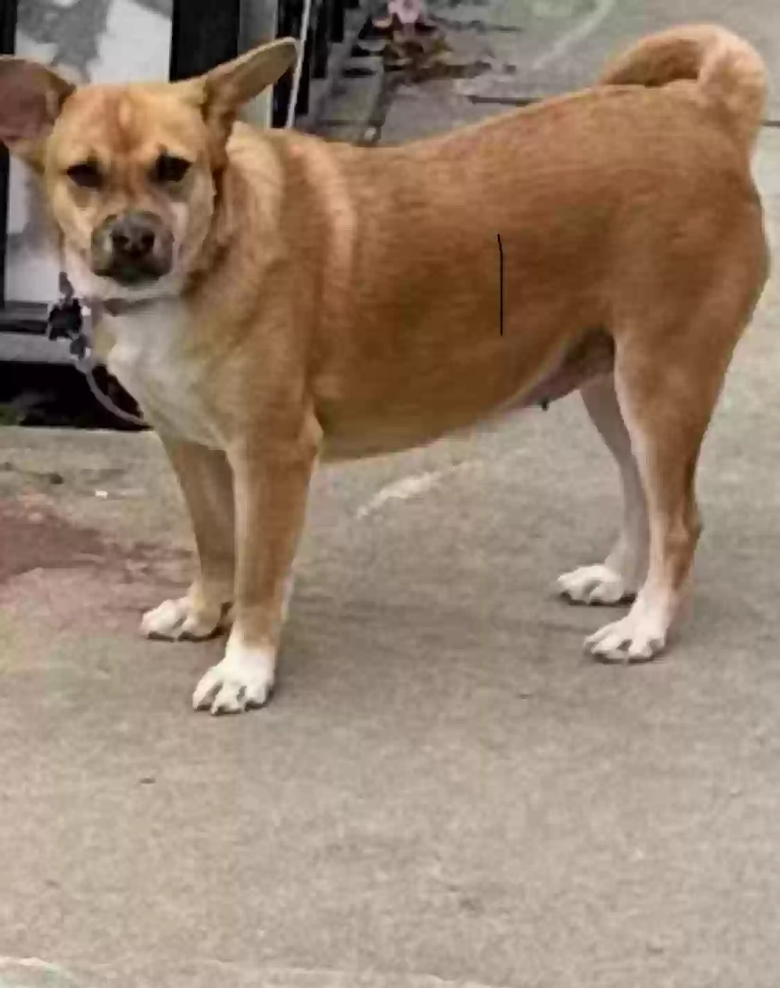 adoptable Dog in Queens Village,NY named Queeney
