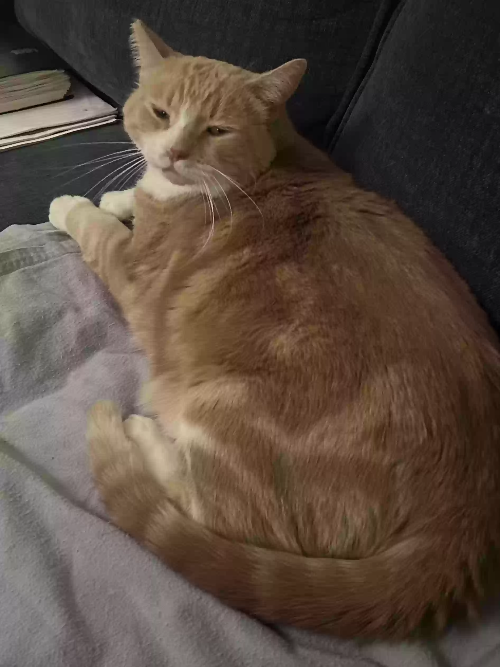 adoptable Cat in Simi Valley,CA named Summer