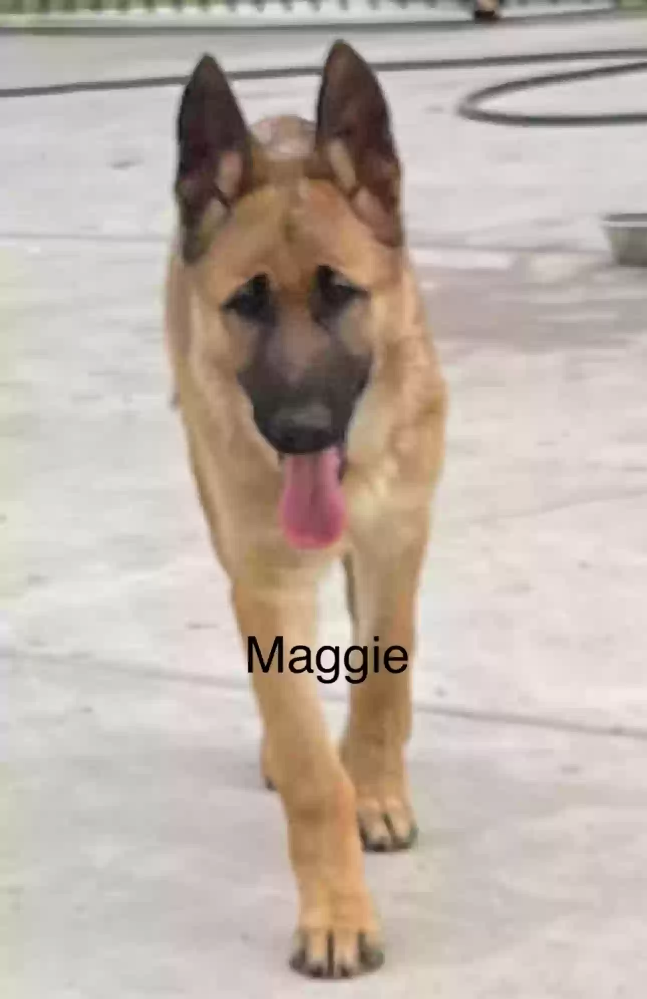 adoptable Dog in Riverside,CA named Maggie