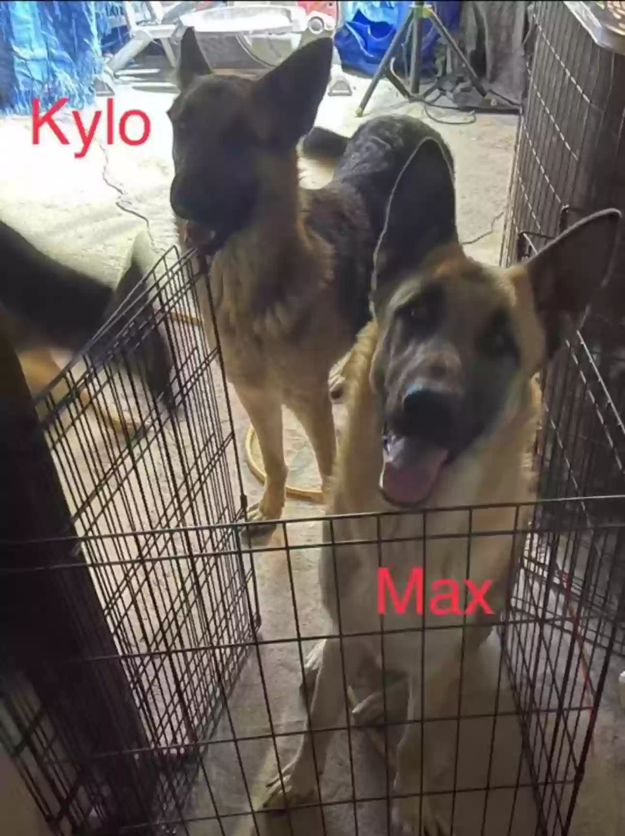 adoptable Dog in Riverside,CA named Kylo
