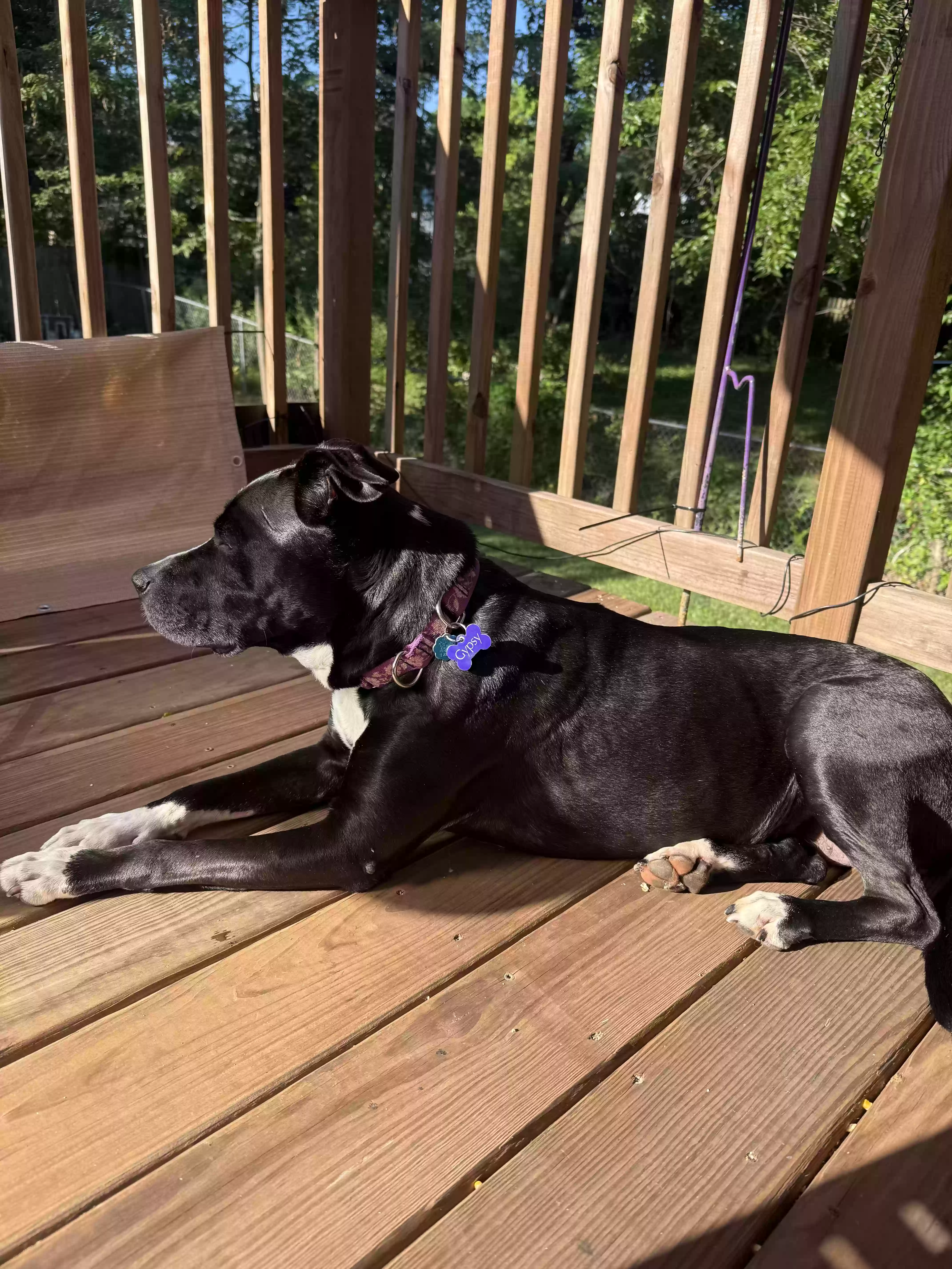 adoptable Dog in Olathe,KS named Gypsy