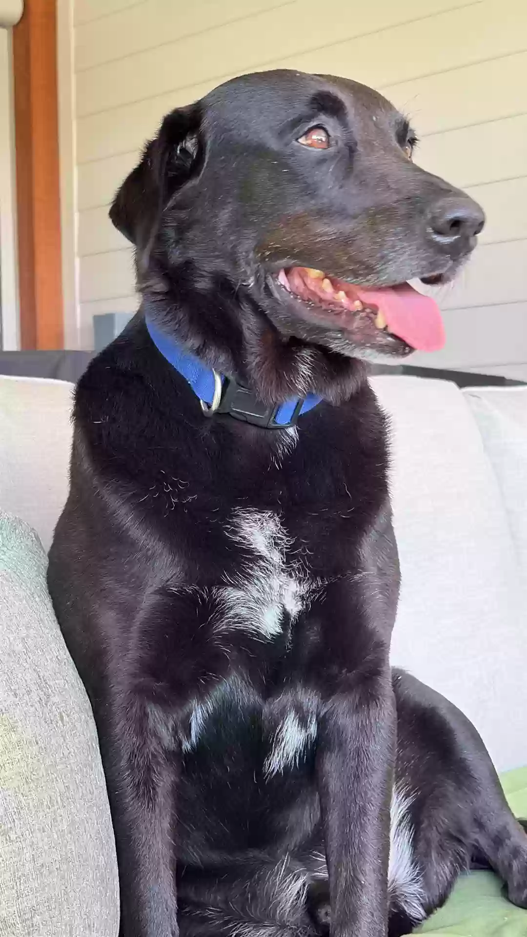adoptable Dog in Waco,TX named ???