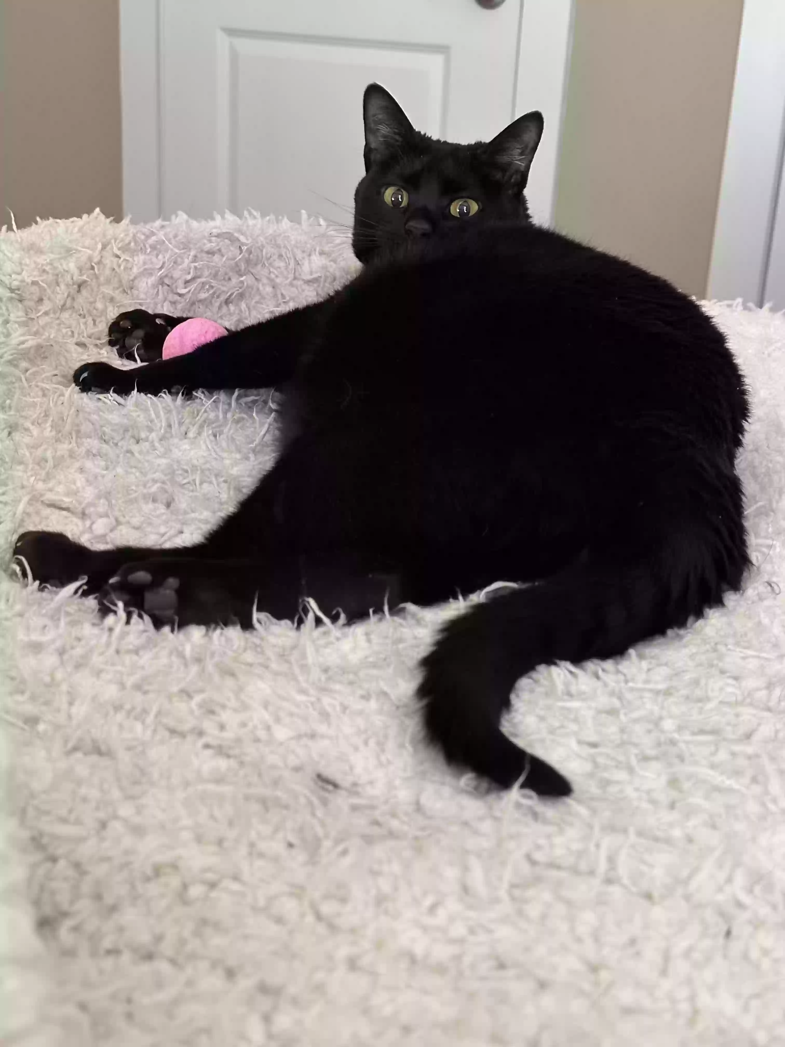 adoptable Cat in Concord,NC named Jiji