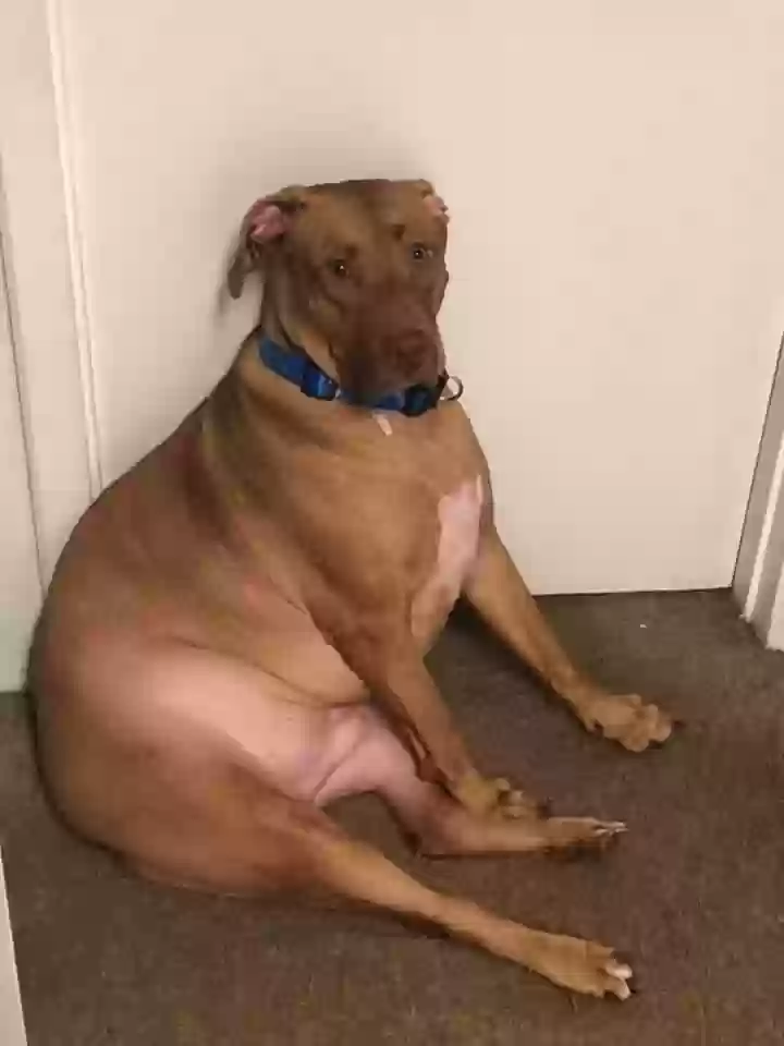 adoptable Dog in Greenville,SC named 