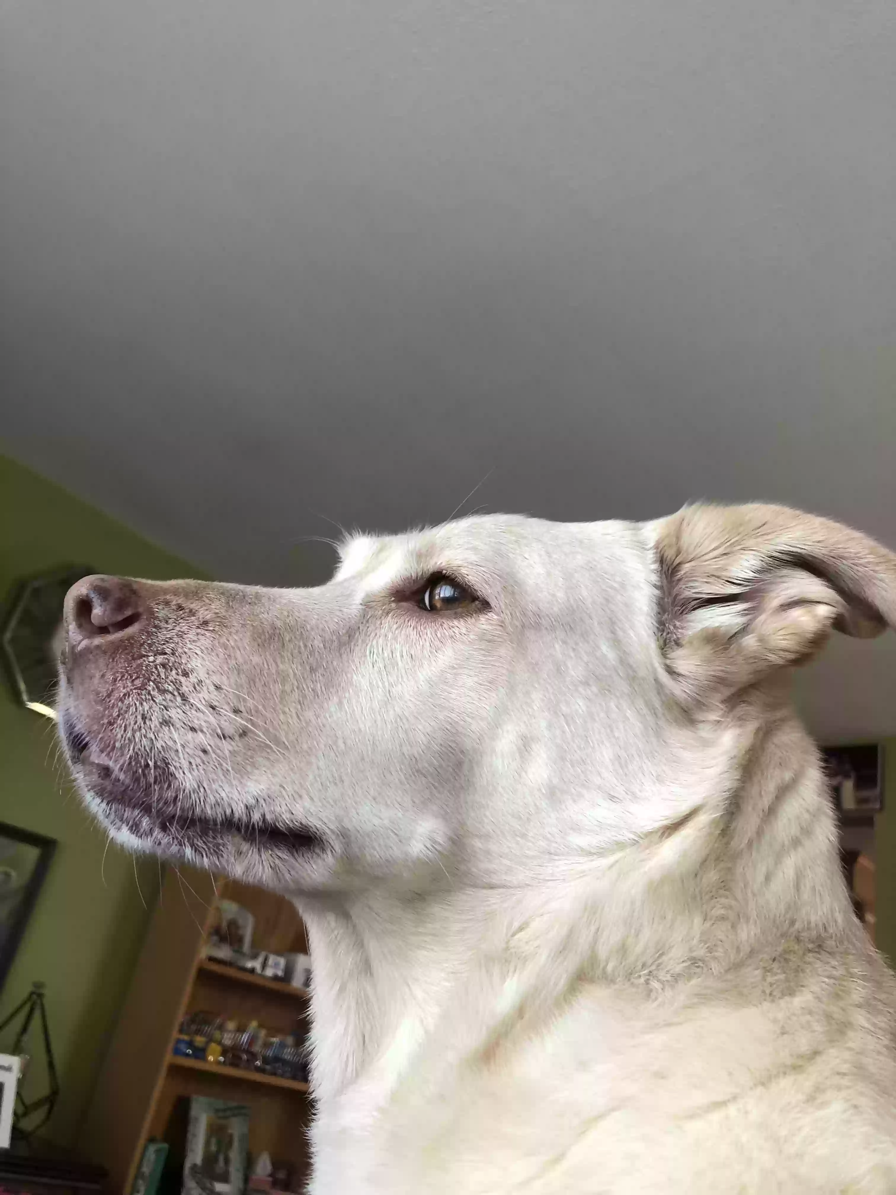 adoptable Dog in Norwalk,CT named Georgia