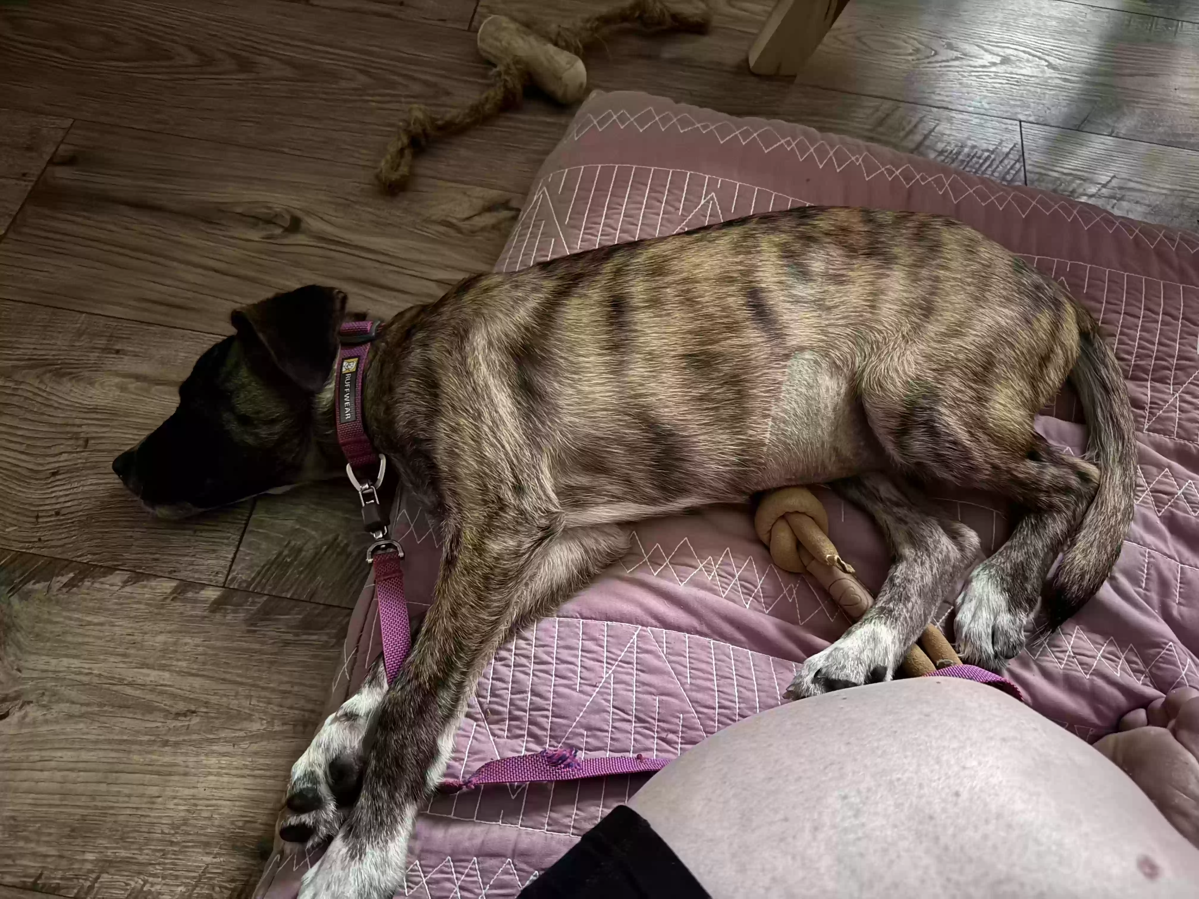adoptable Dog in Zebulon,NC named Faerie