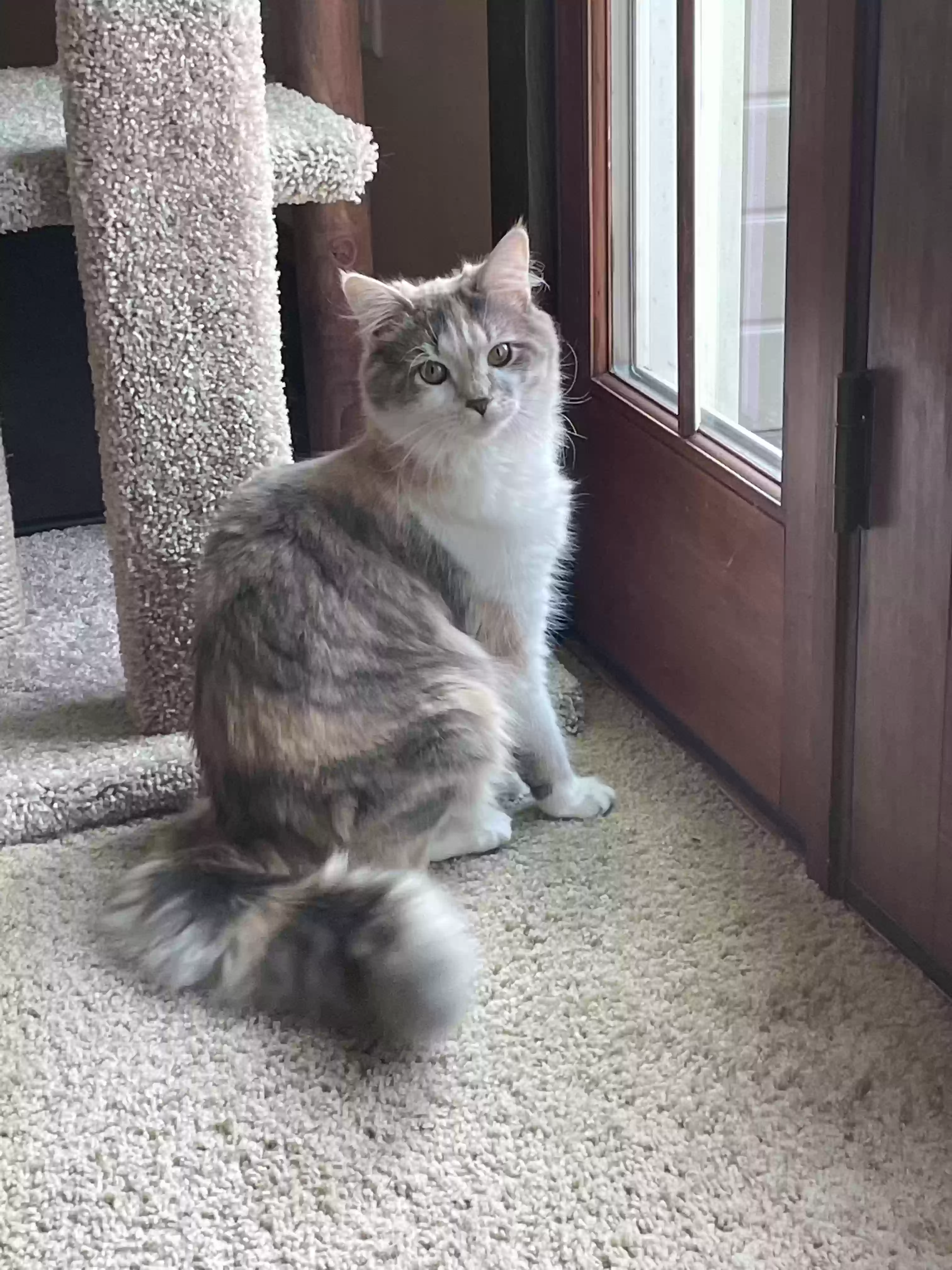 adoptable Cat in Millville,NJ named Buttercup