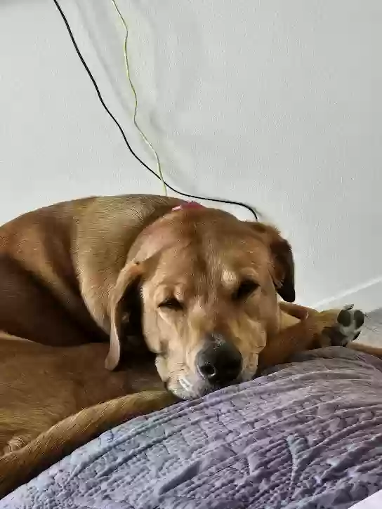 adoptable Dog in La Quinta,CA named Sable
