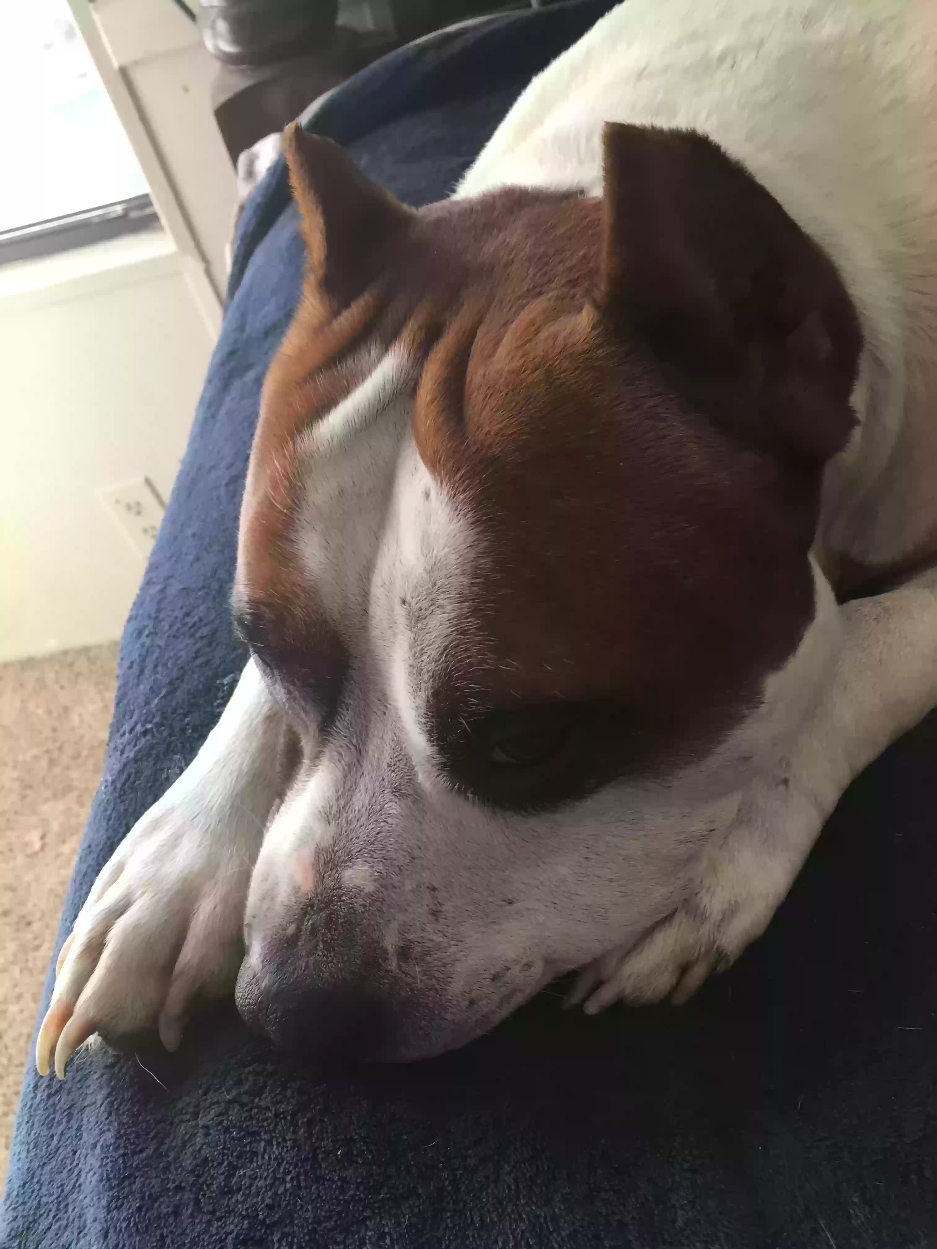 adoptable Dog in Daleville,AL named Zappa