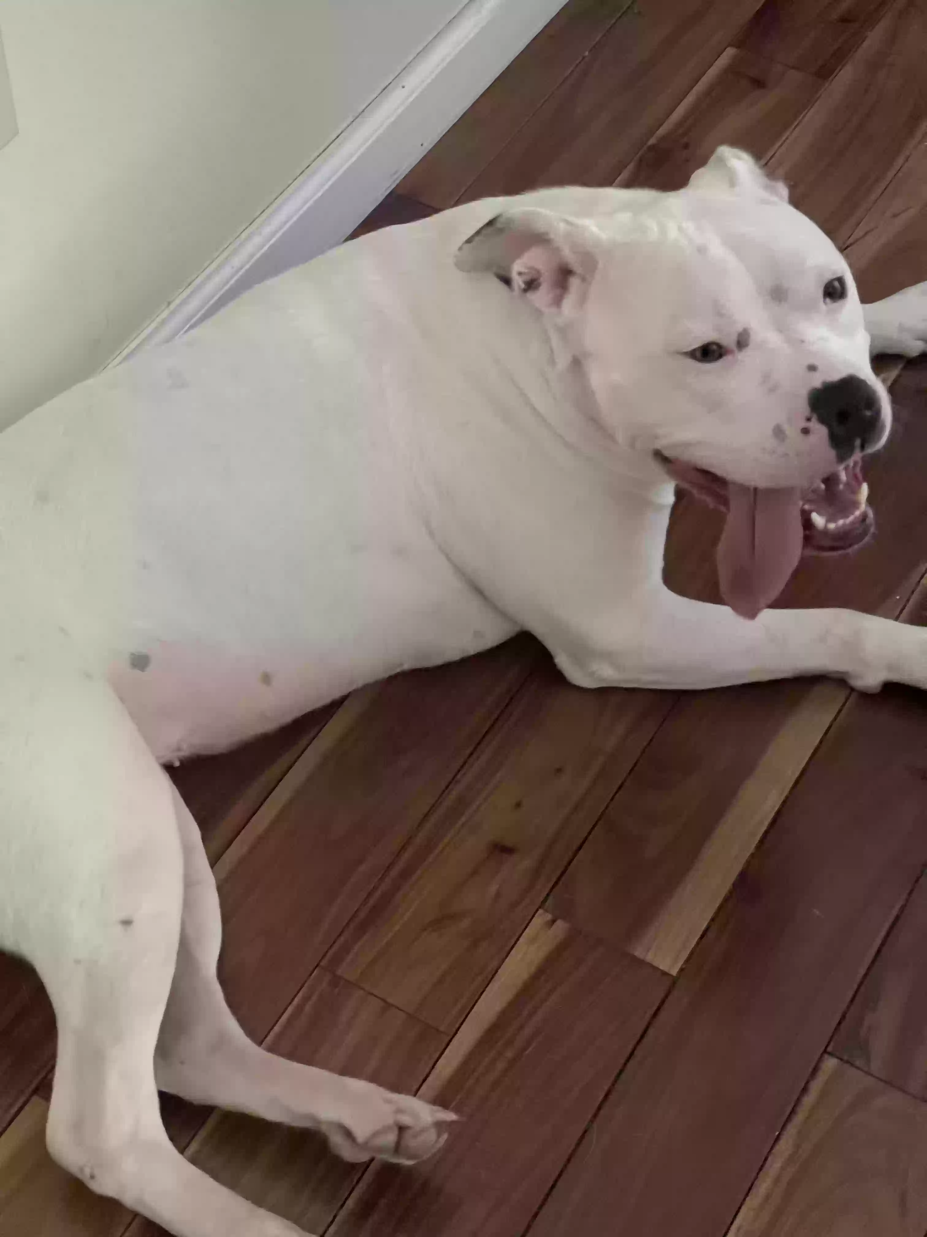 adoptable Dog in Minneapolis,MN named Paris