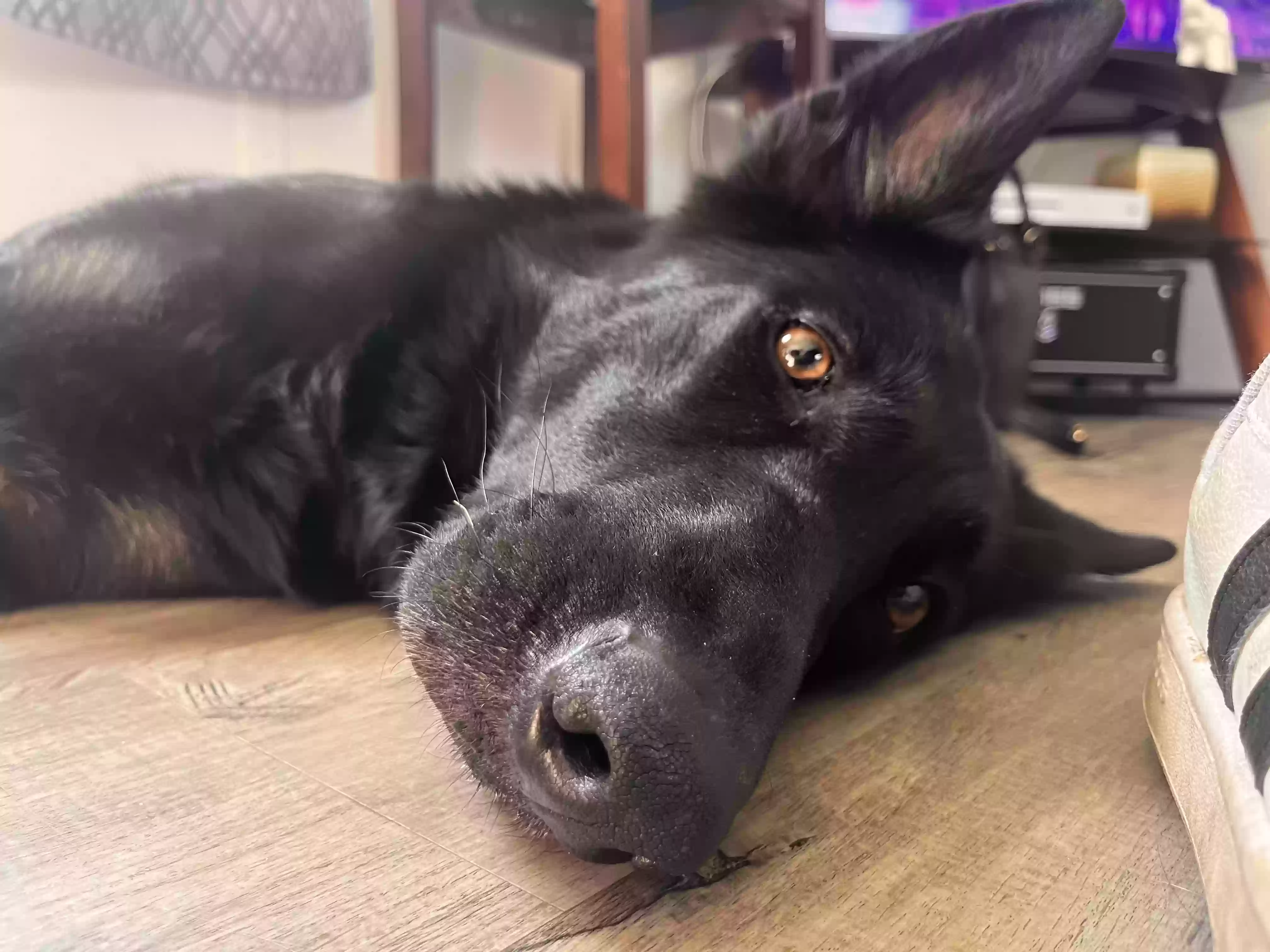 adoptable Dog in Warsaw,NY named Logan