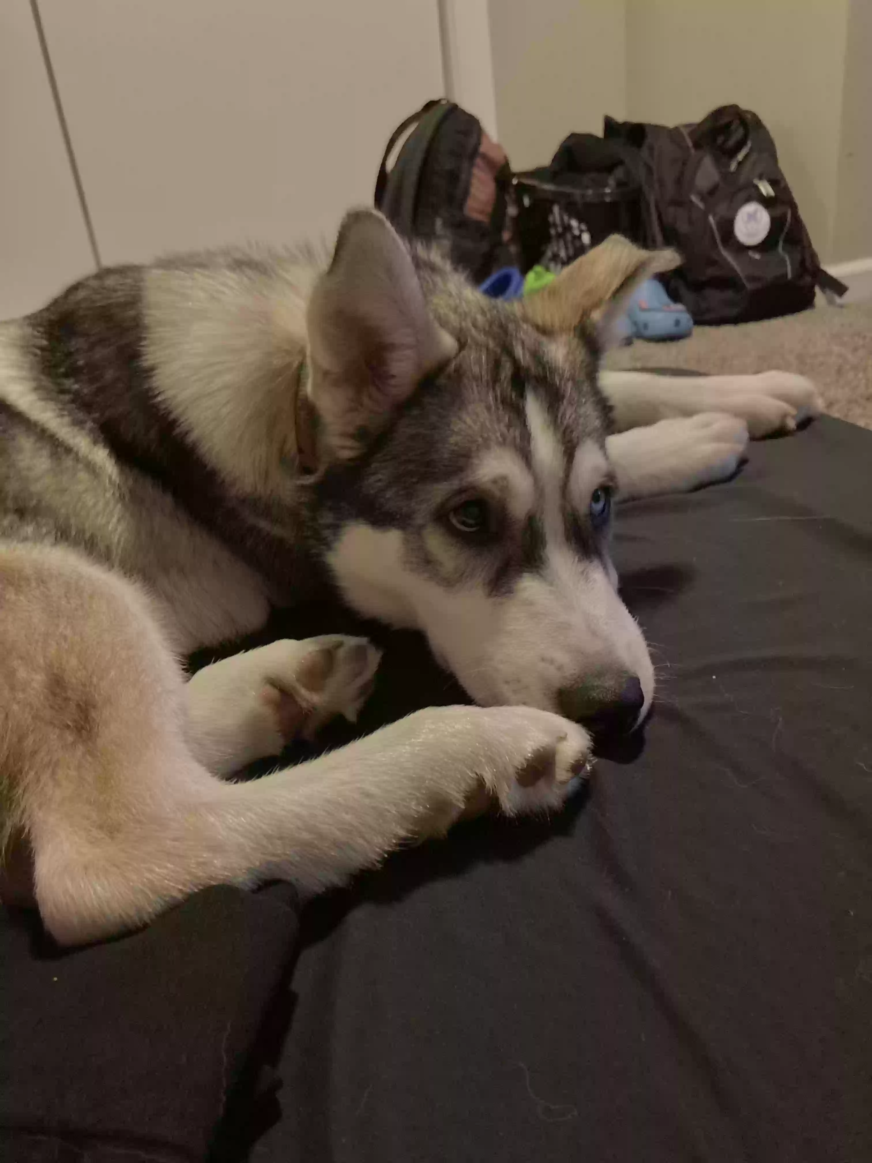 adoptable Dog in Denver,CO named Mi-ke