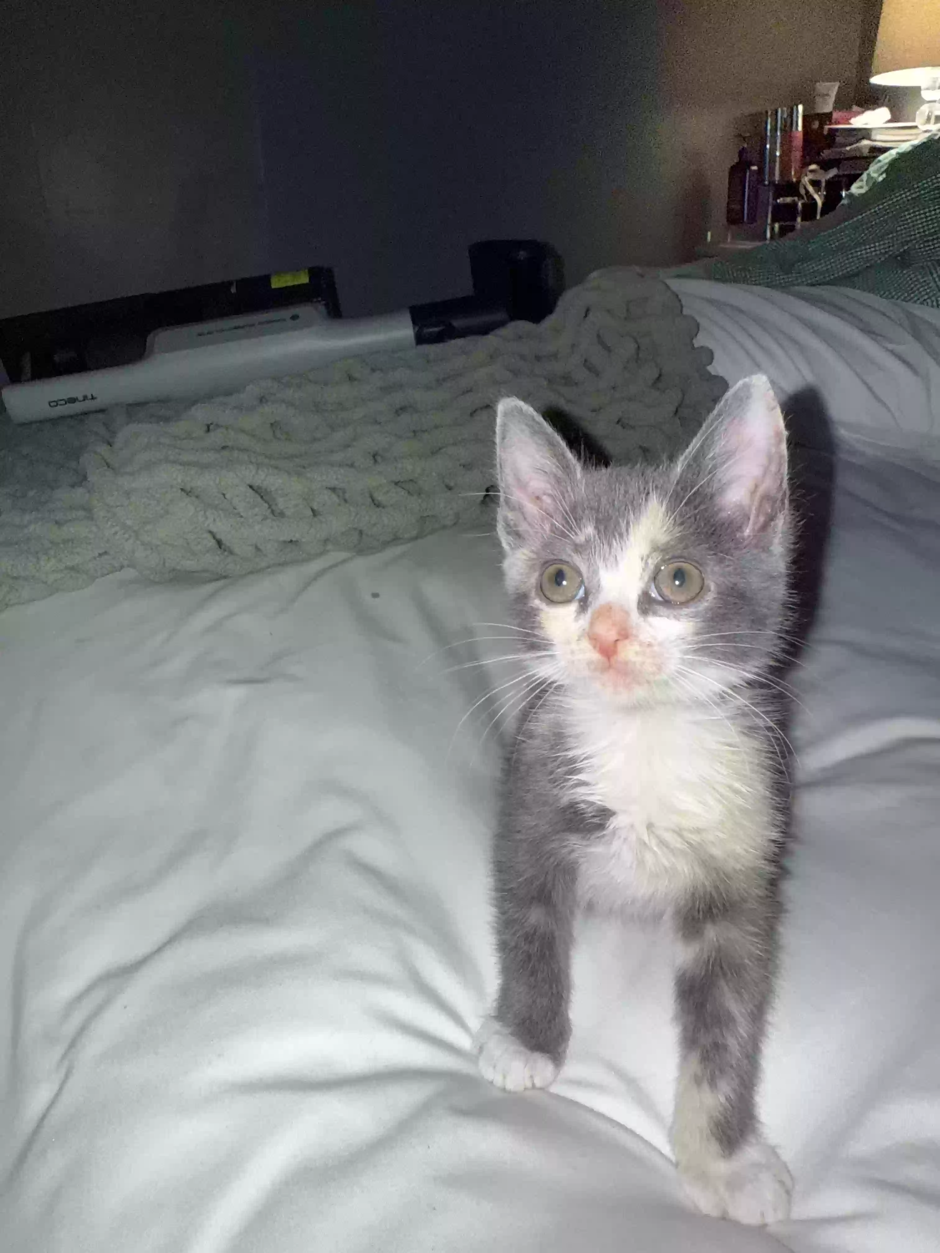 adoptable Cat in Zebulon,NC named Bubbles