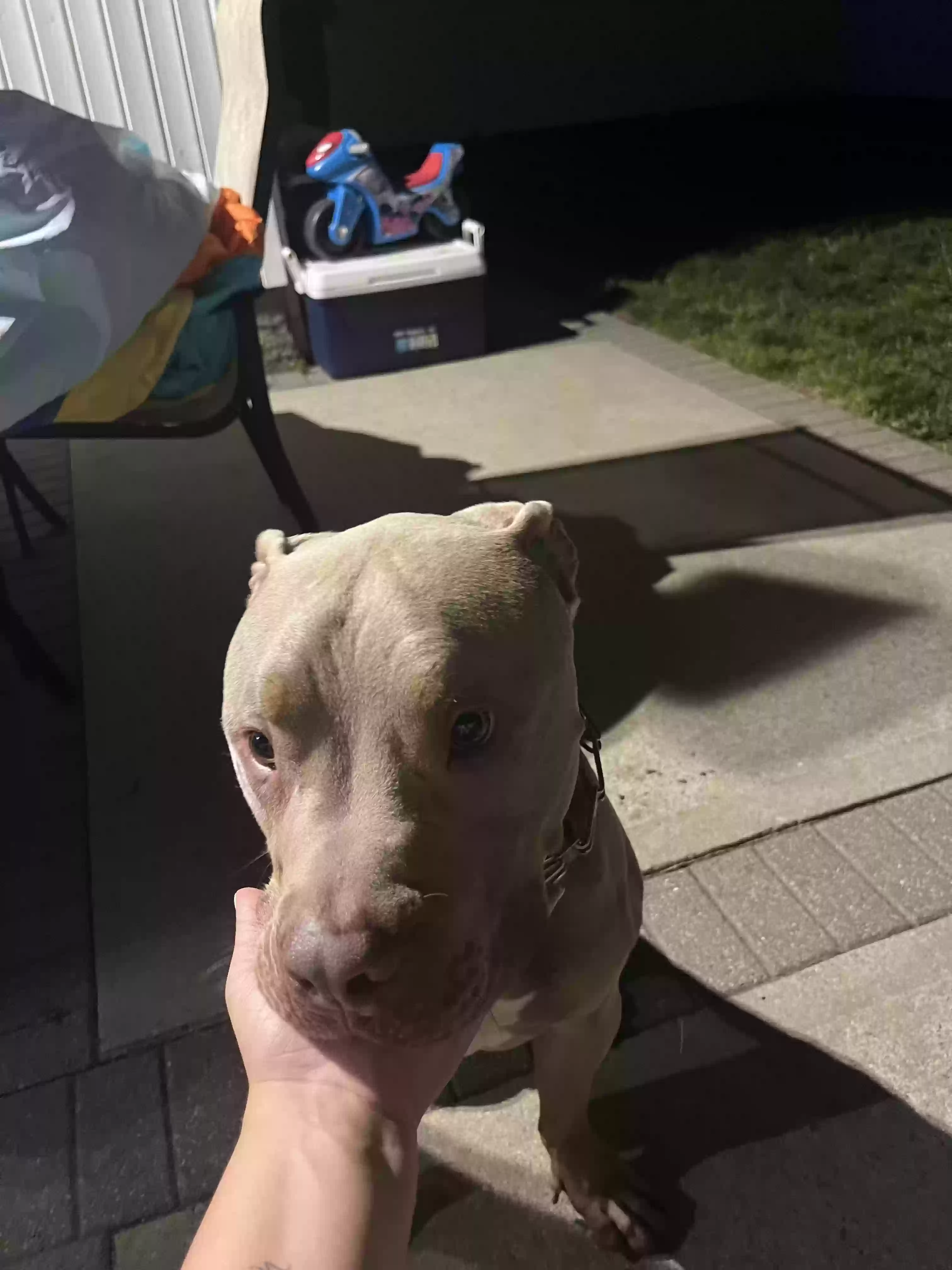 adoptable Dog in Massapequa,NY named Rocky