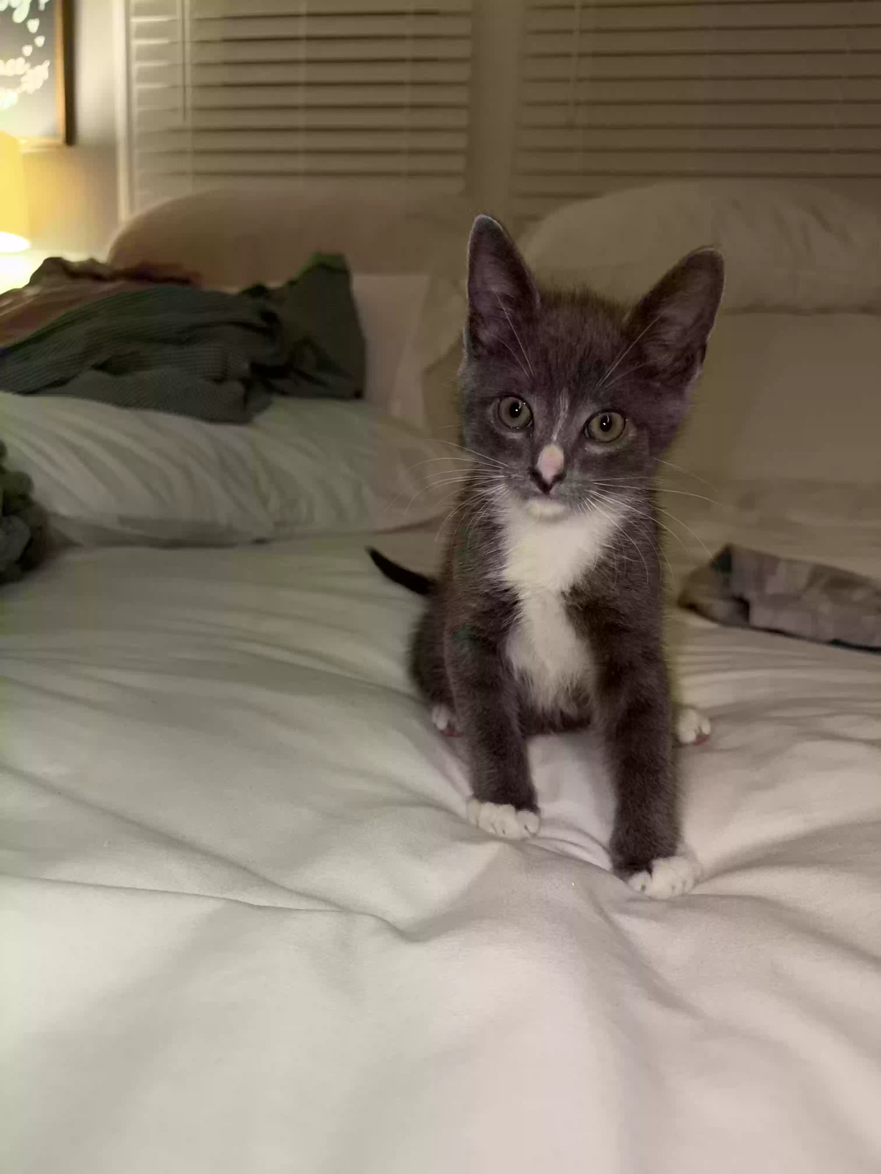 adoptable Cat in Zebulon,NC named Alex
