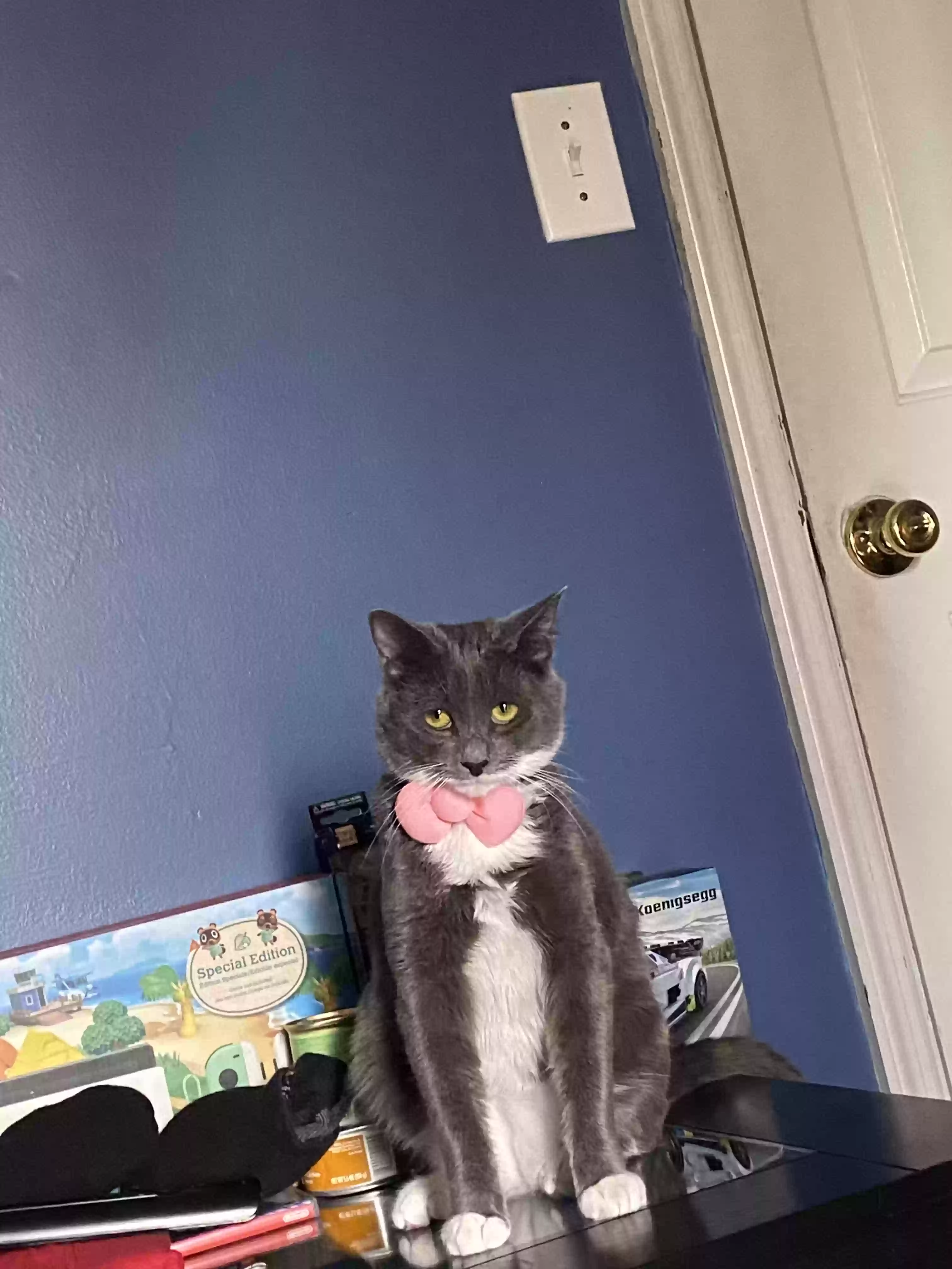 adoptable Cat in Marietta,GA named Mochi