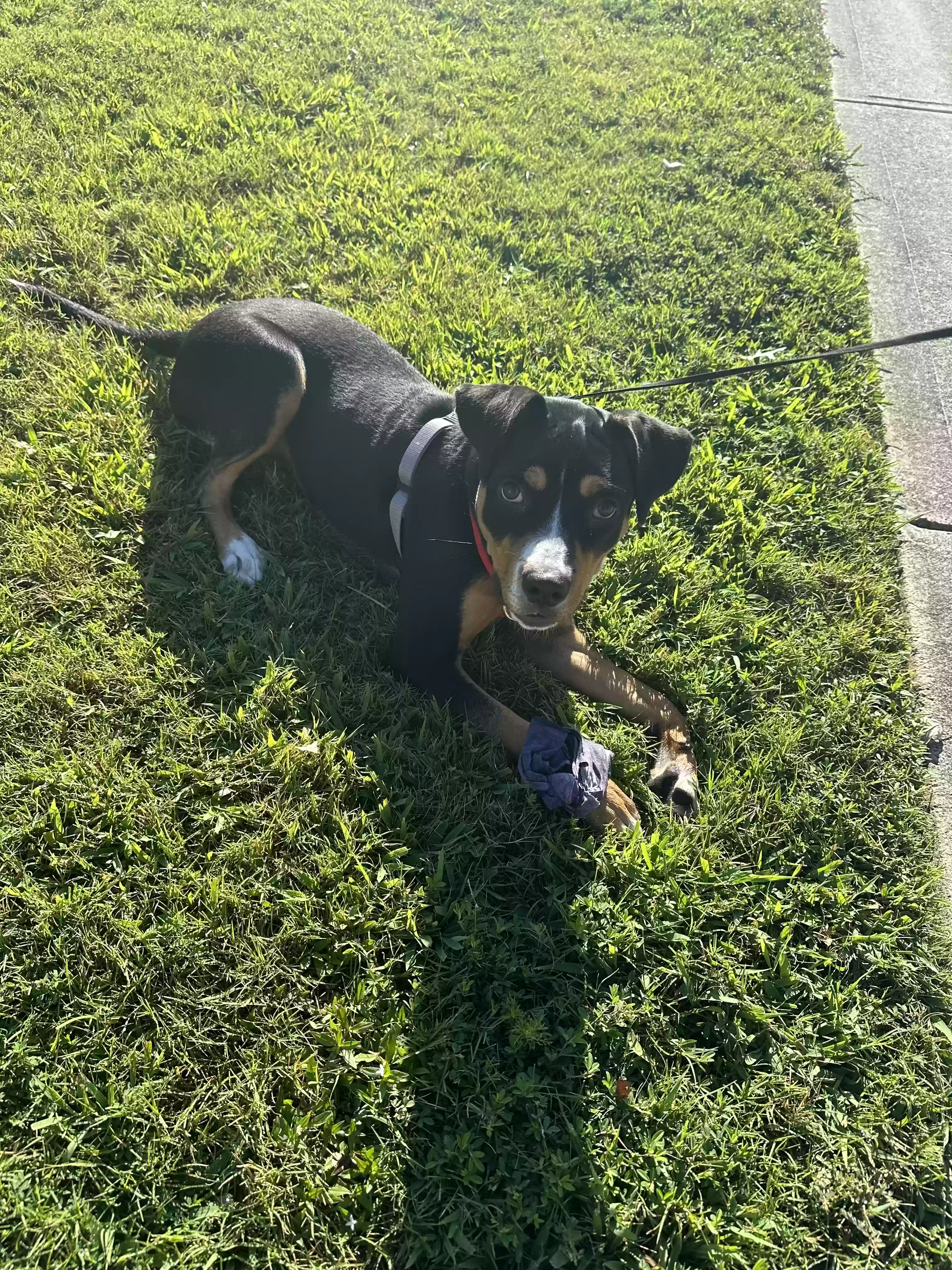 adoptable Dog in Dacula,GA named Cookie