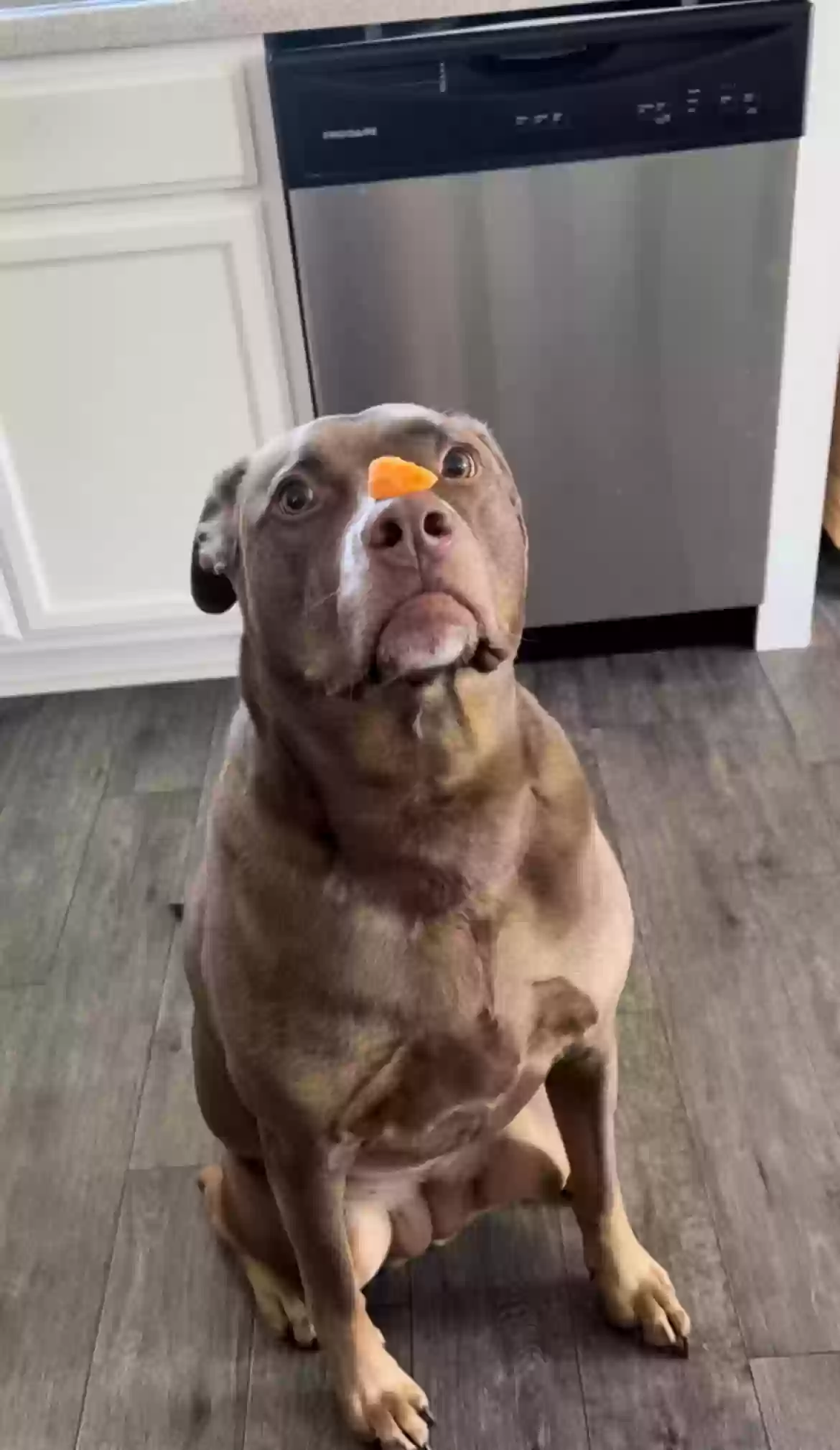adoptable Dog in Smithfield,NC named Bella