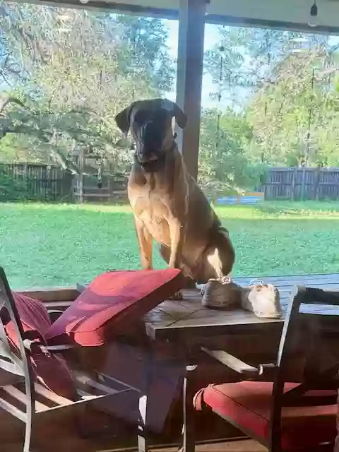 adoptable Dog in New Braunfels,TX named Blu
