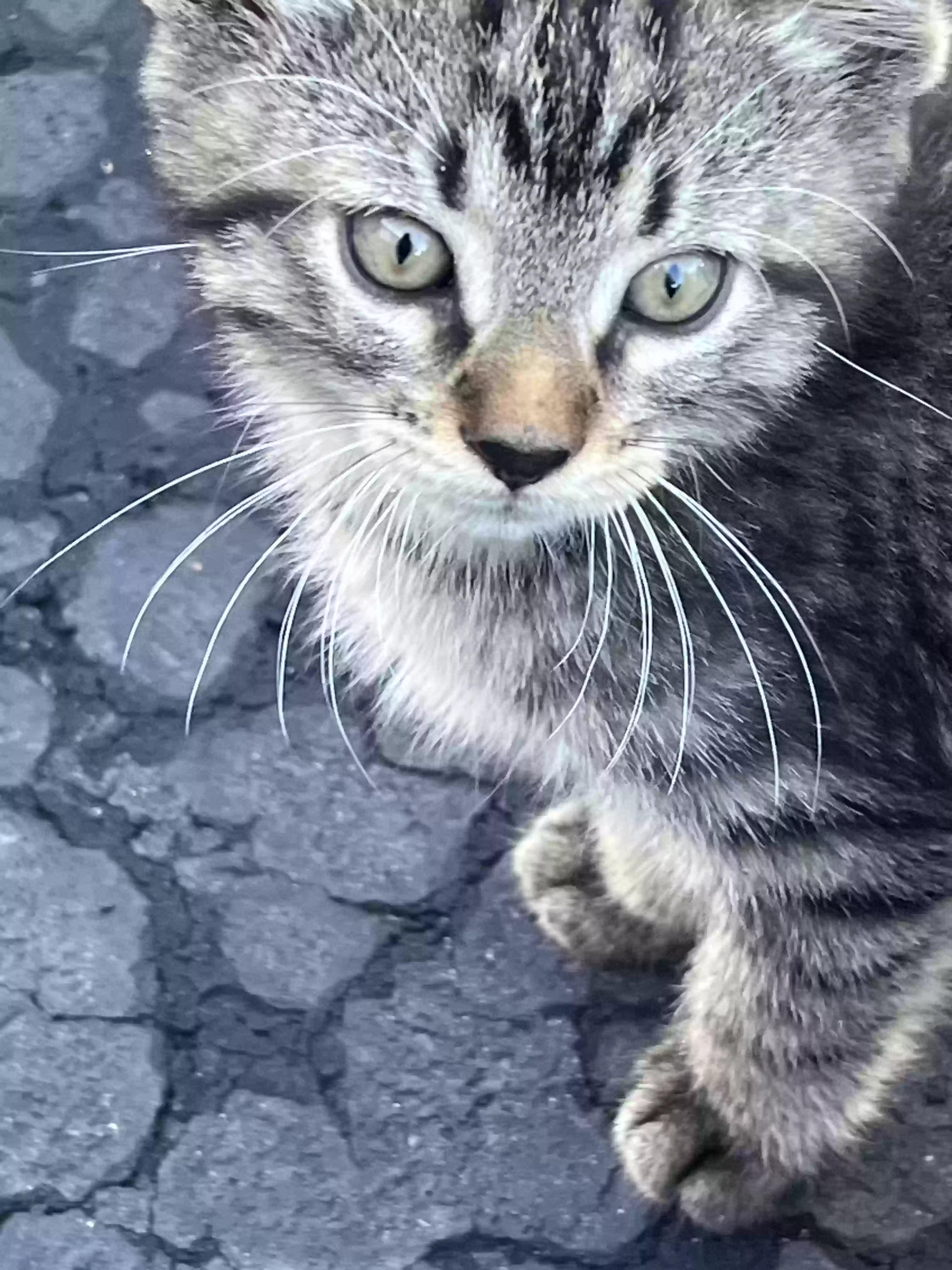 adoptable Cat in Pittsburg,IL named